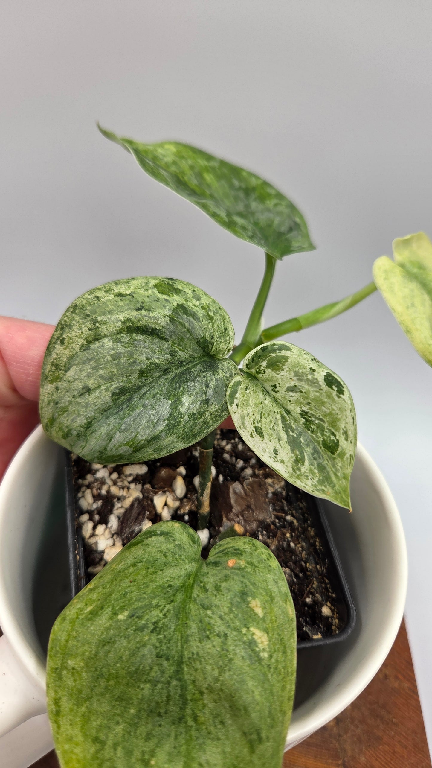 Scindapsus Silver Satin Splash (SCI-847)
