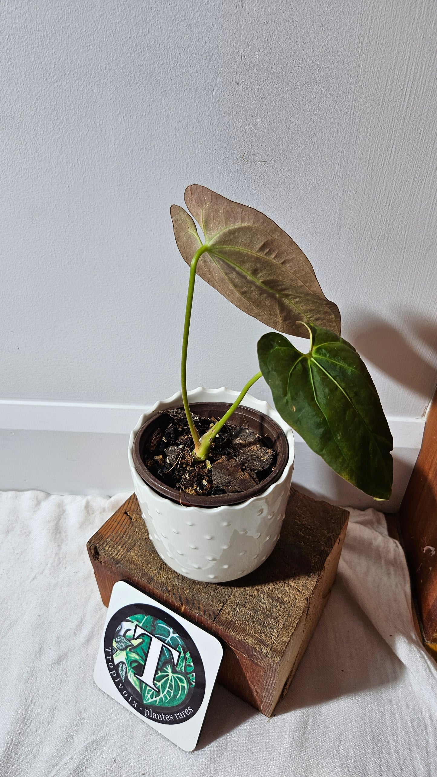 Anthurium Dark Phoenix X Panama "format MOYEN" (ANT-492)