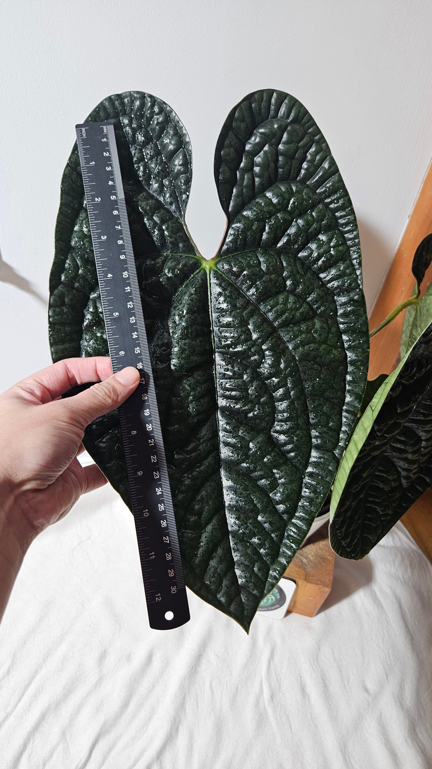 Anthurium Luxurians Dark "format XLARGE" (ANT-422)