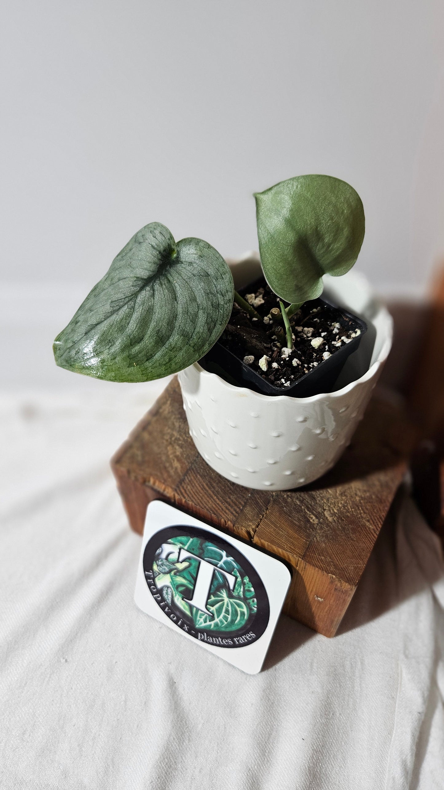 Scindapsus Silver Cloud (SCI-1049)