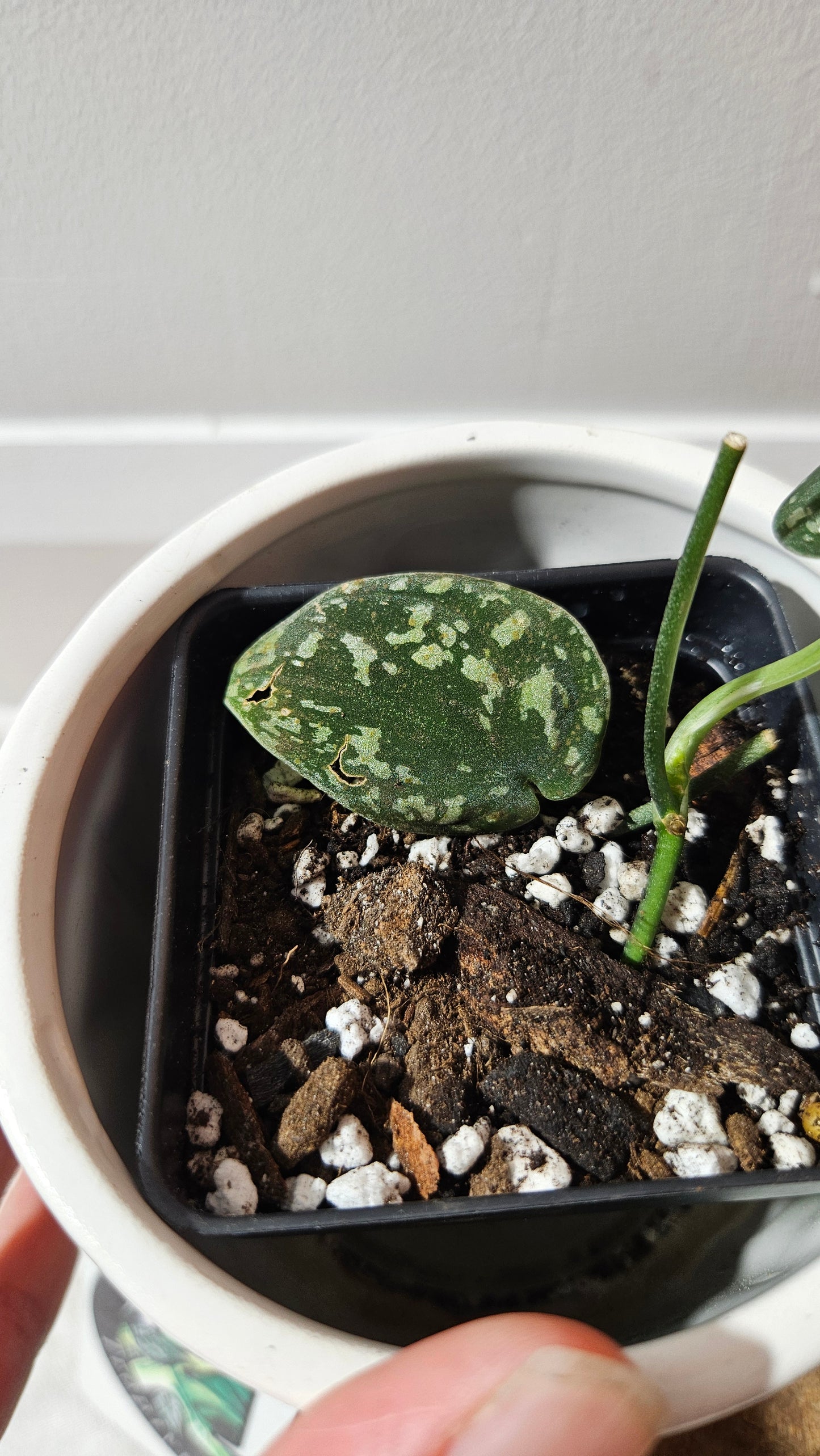 Scindapsus Tricolor Dark Form (SCI-1133)