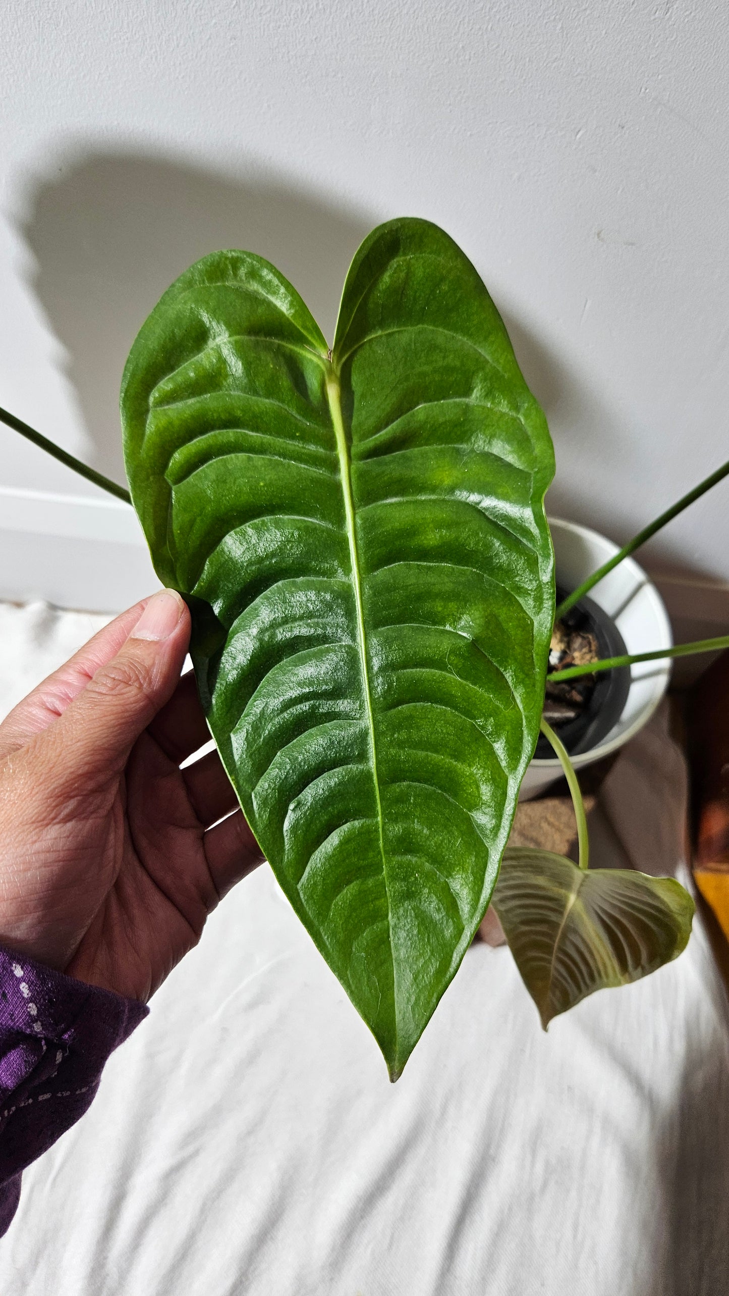 Anthurium Veitchii "format LARGE" (ANT-489)