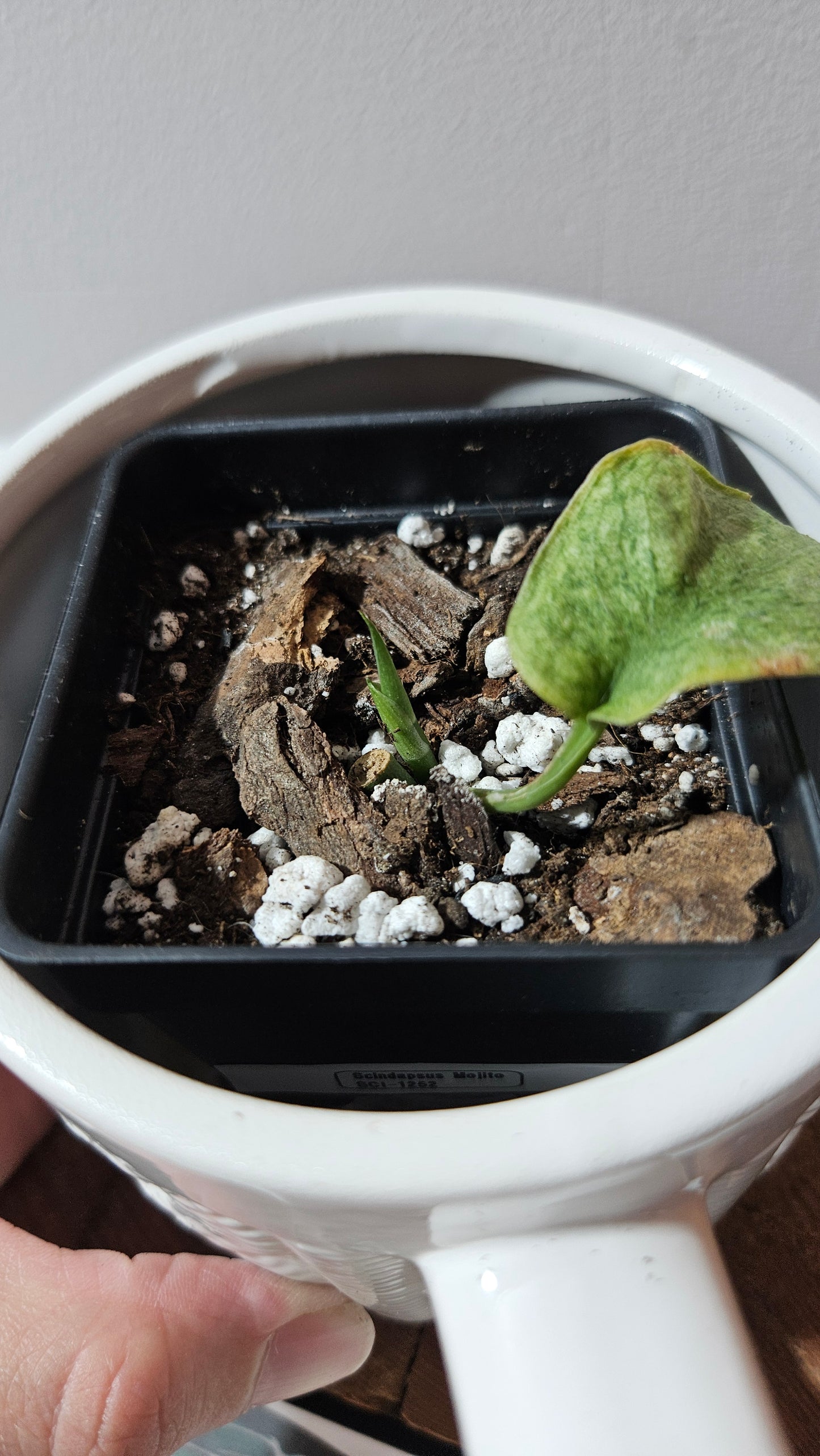 Scindapsus Mojito (SCI-1252)