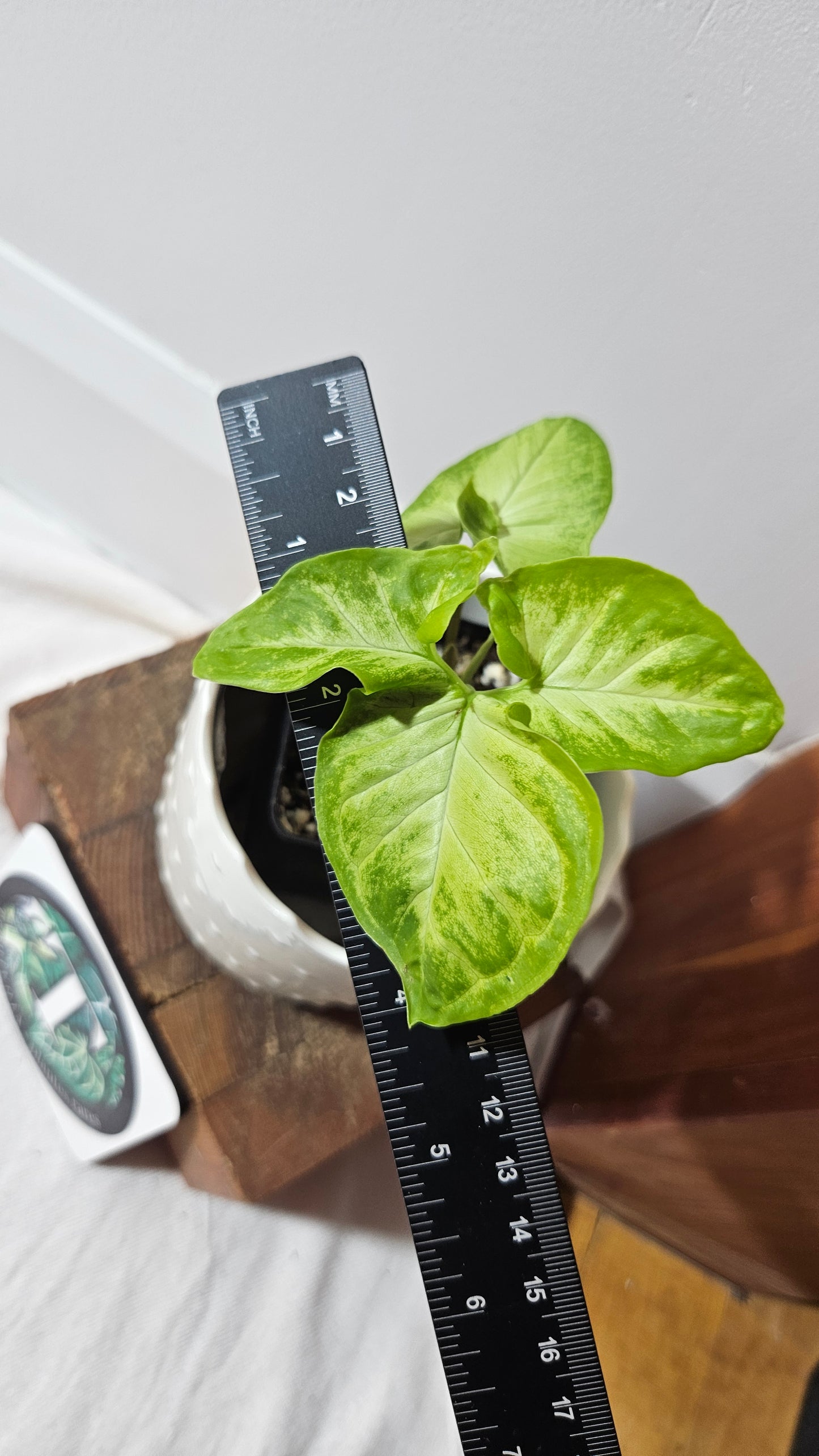 Syngonium Angustatum Lemon (SYN-372)