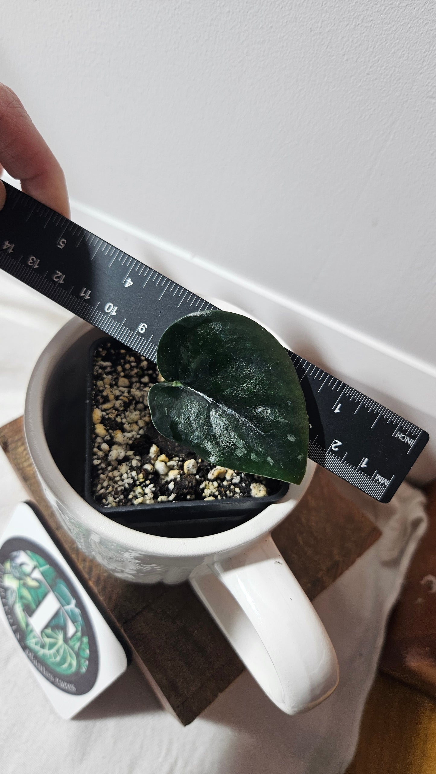 Scindapsus Black Mamba (SCI-851)