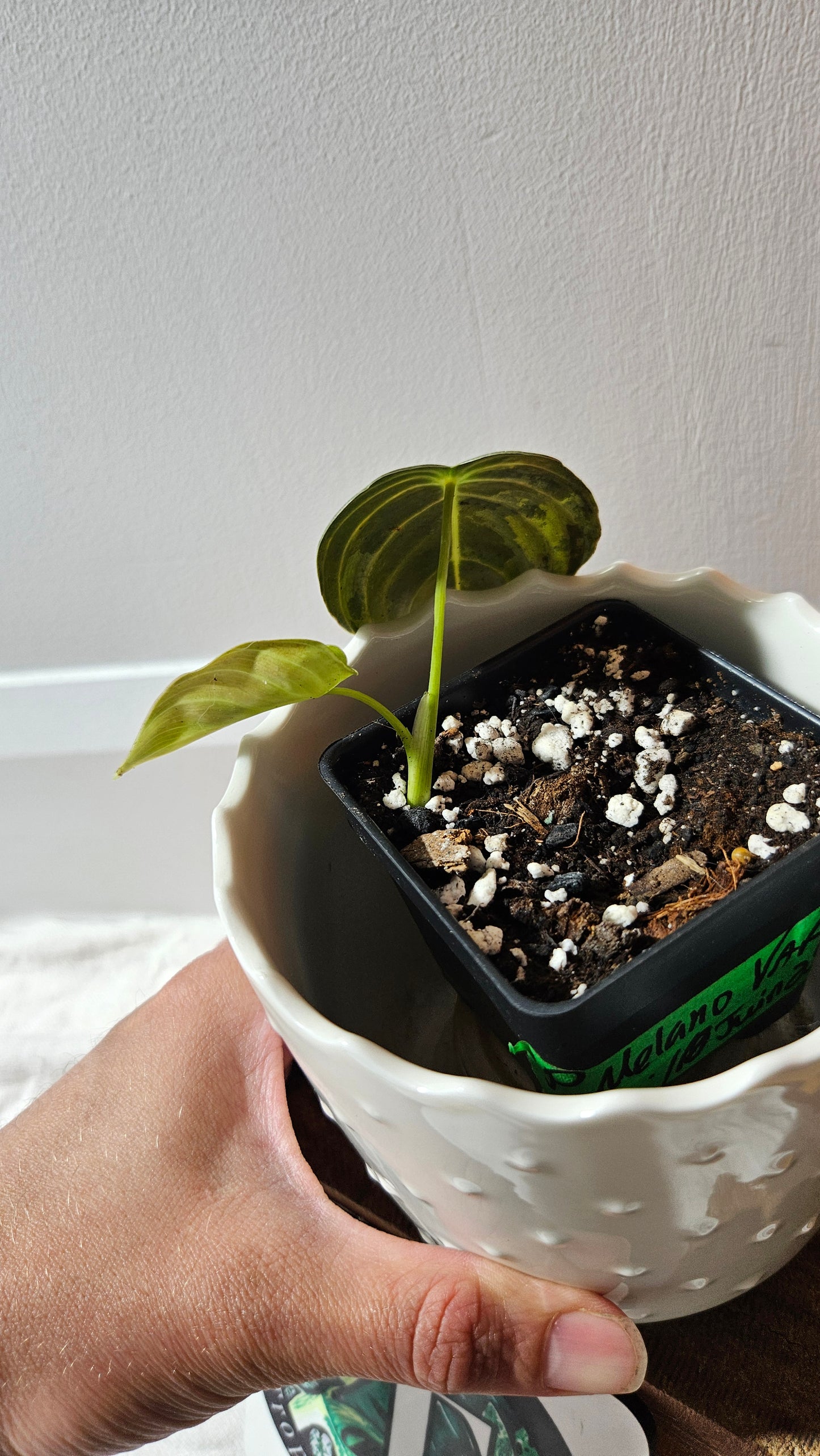 Philodendron Melanochrysum Variegata (PHI-867)
