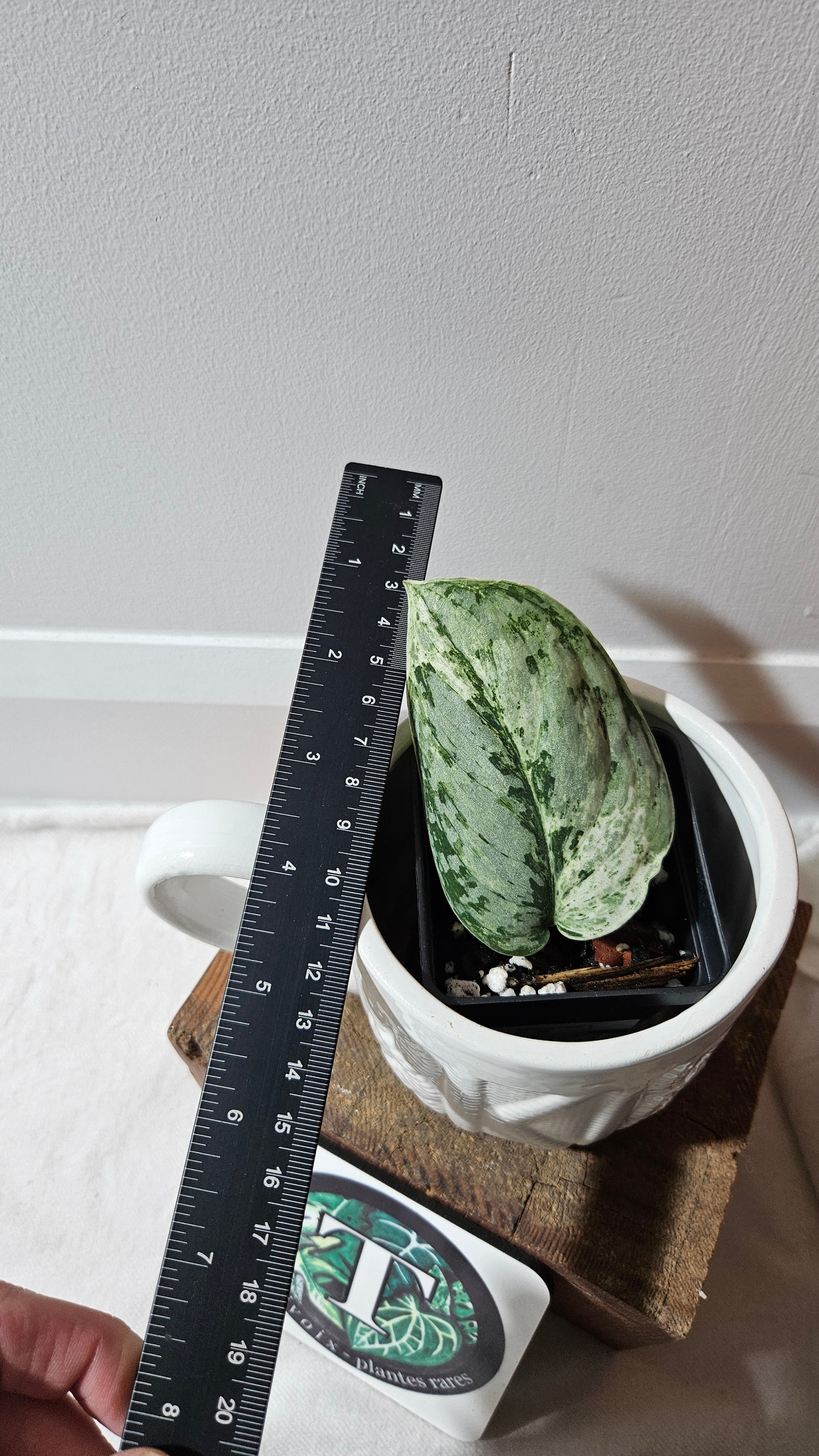 Scindapsus Peasun (SCI-1059)