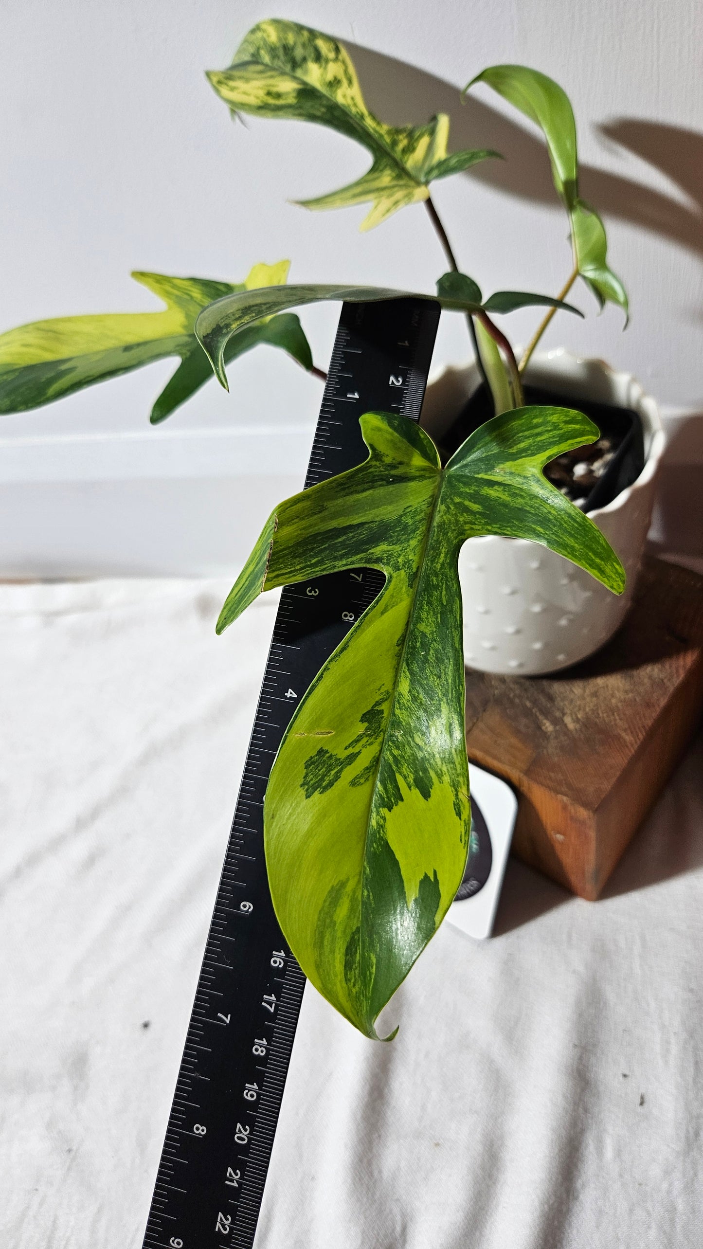 Philodendron Florida Beauty (PHI-817)