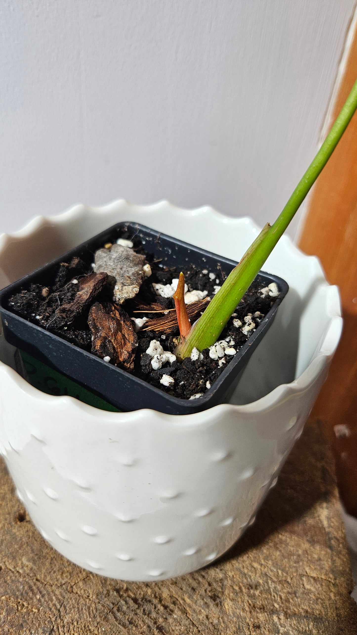 Philodendron Célébration/(Rubrijuvenile X Pastazanum) (PHI-930)