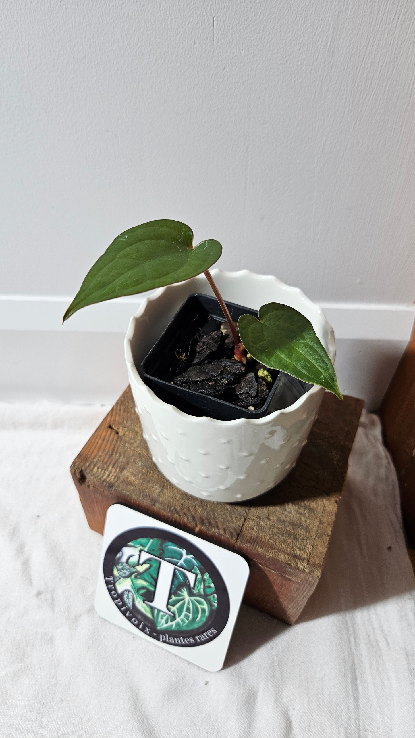 Anthurium Magnificum X Luxurians "format PETIT" (ANT-562)