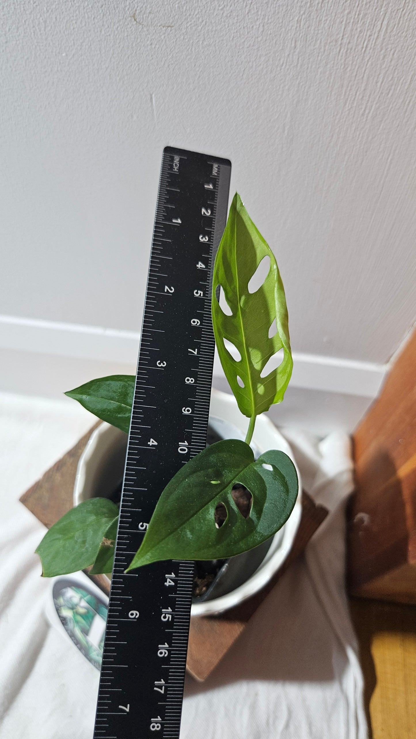 Monstera Obliqua Aff Indanza (MON-436)