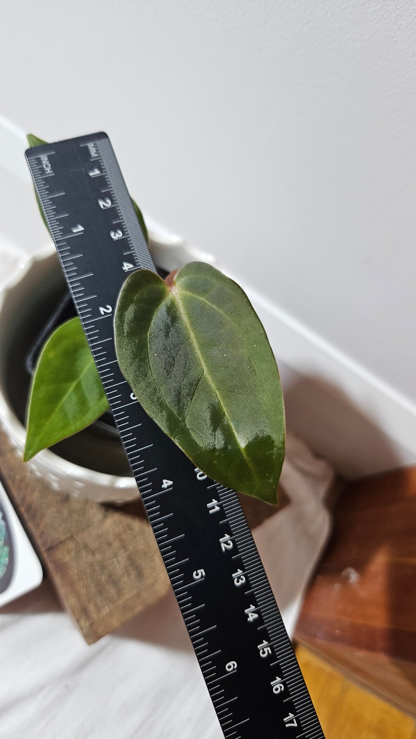 Anthurium Carlablackiae (Indo) X Papillilaminum "format PETIT" (ANT-473)