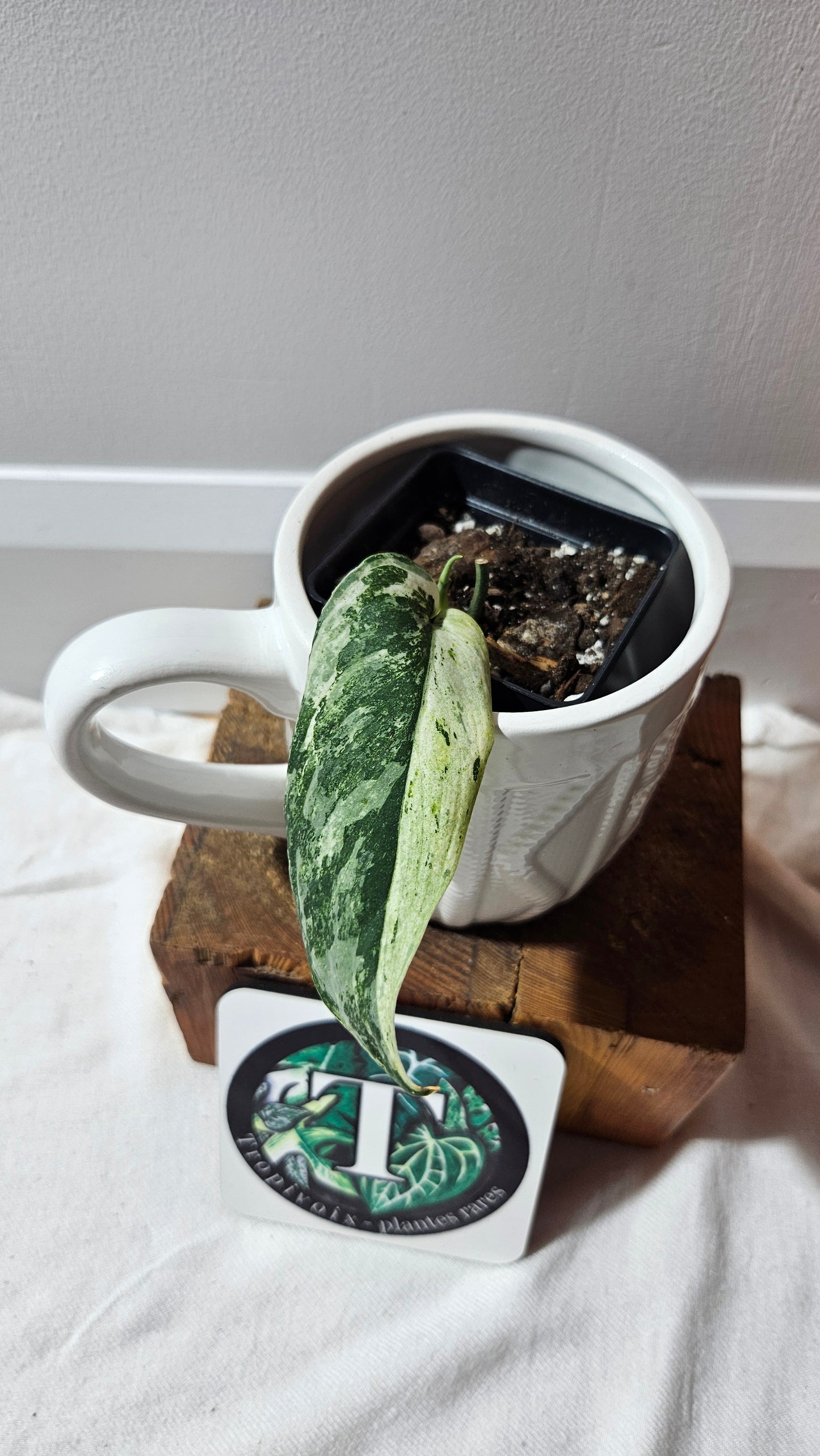 Scindapsus Black Dragon white (SCI-1207)