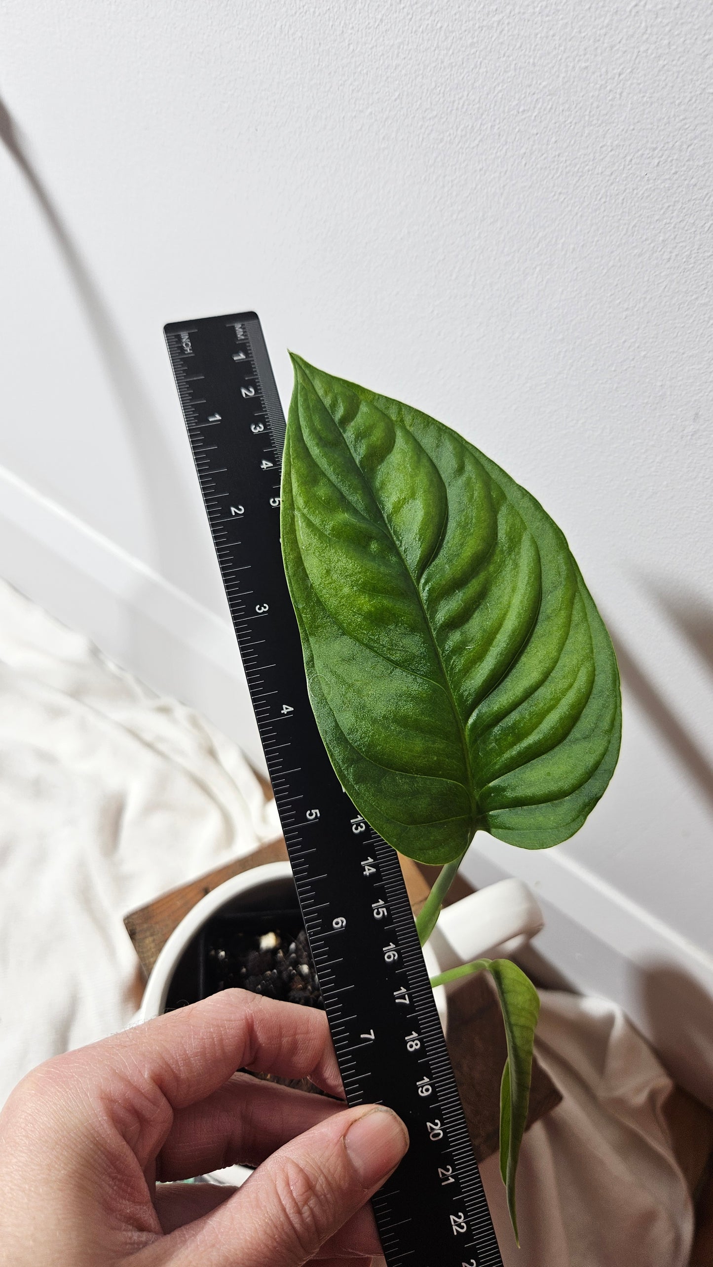 Monstera Obliqua Aff Esmeraldense Golden (MON-277)