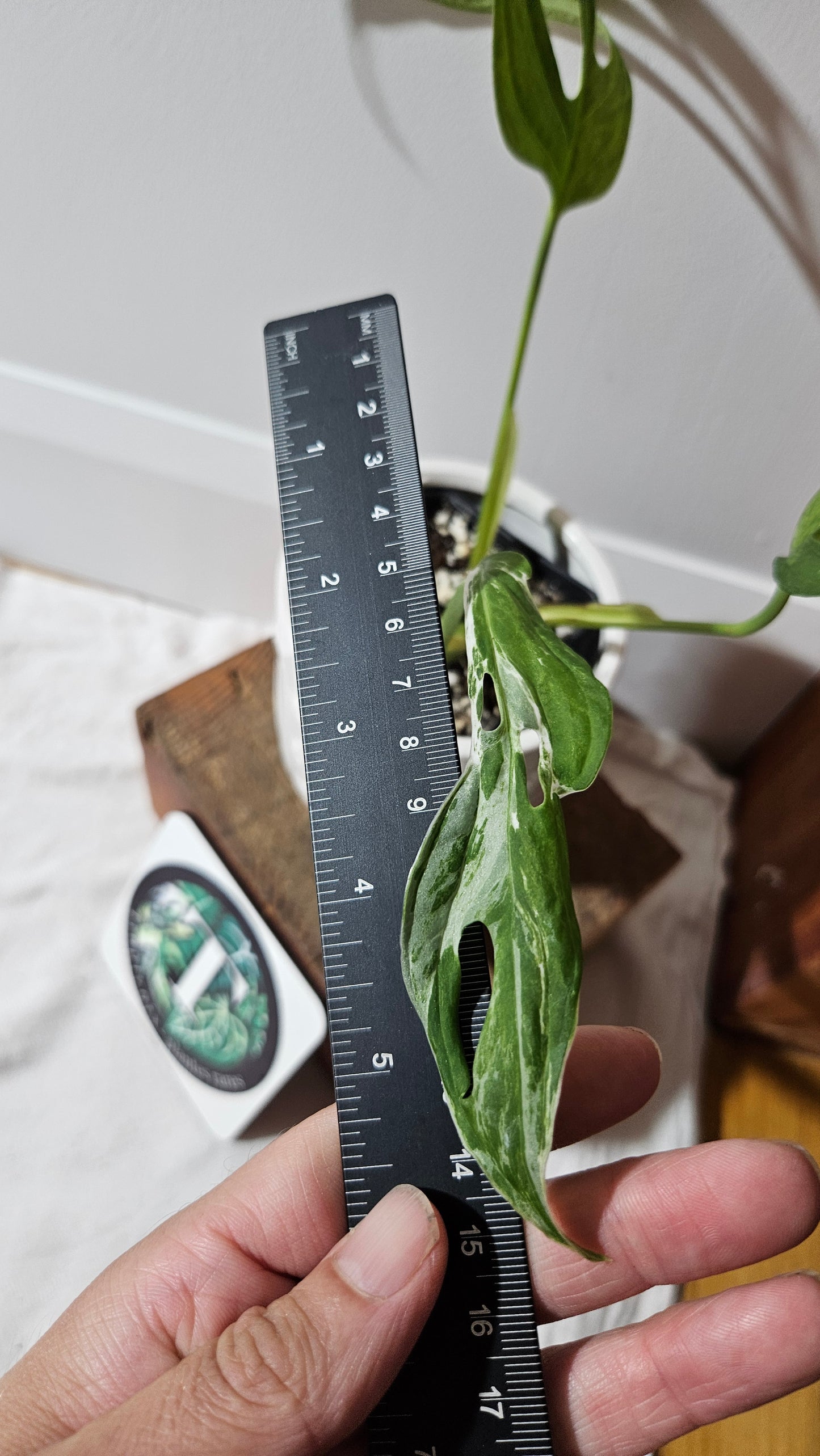 Monstera Andasonii Mint/Indo (MON-475)