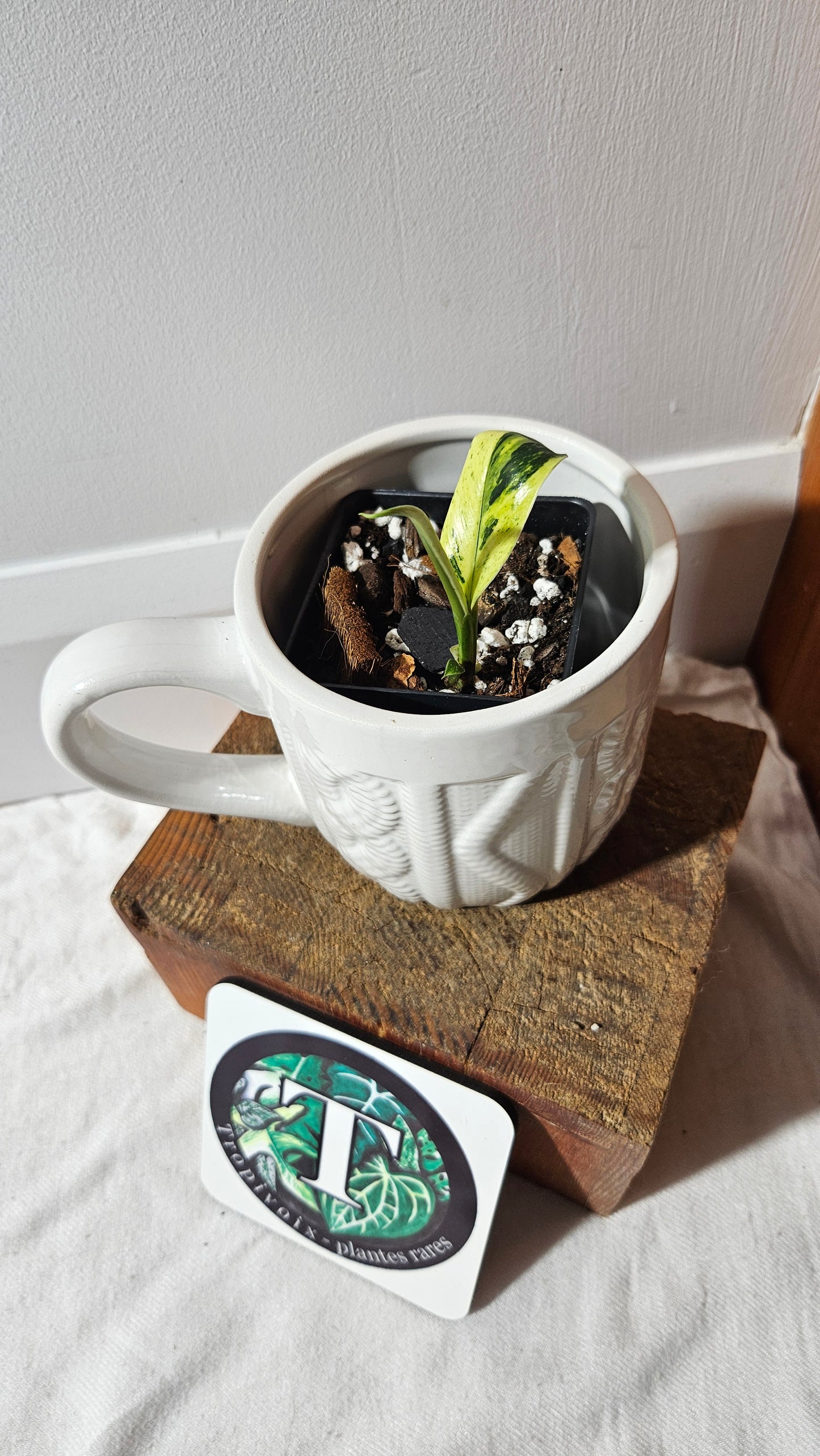 Rhaphidophora Elliptifolia Variegata (AUT-083)