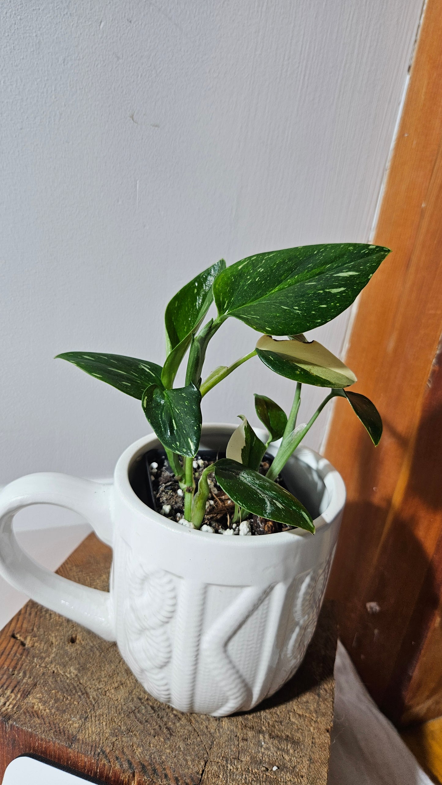 Monstera Standleyana Albo (MON-463)