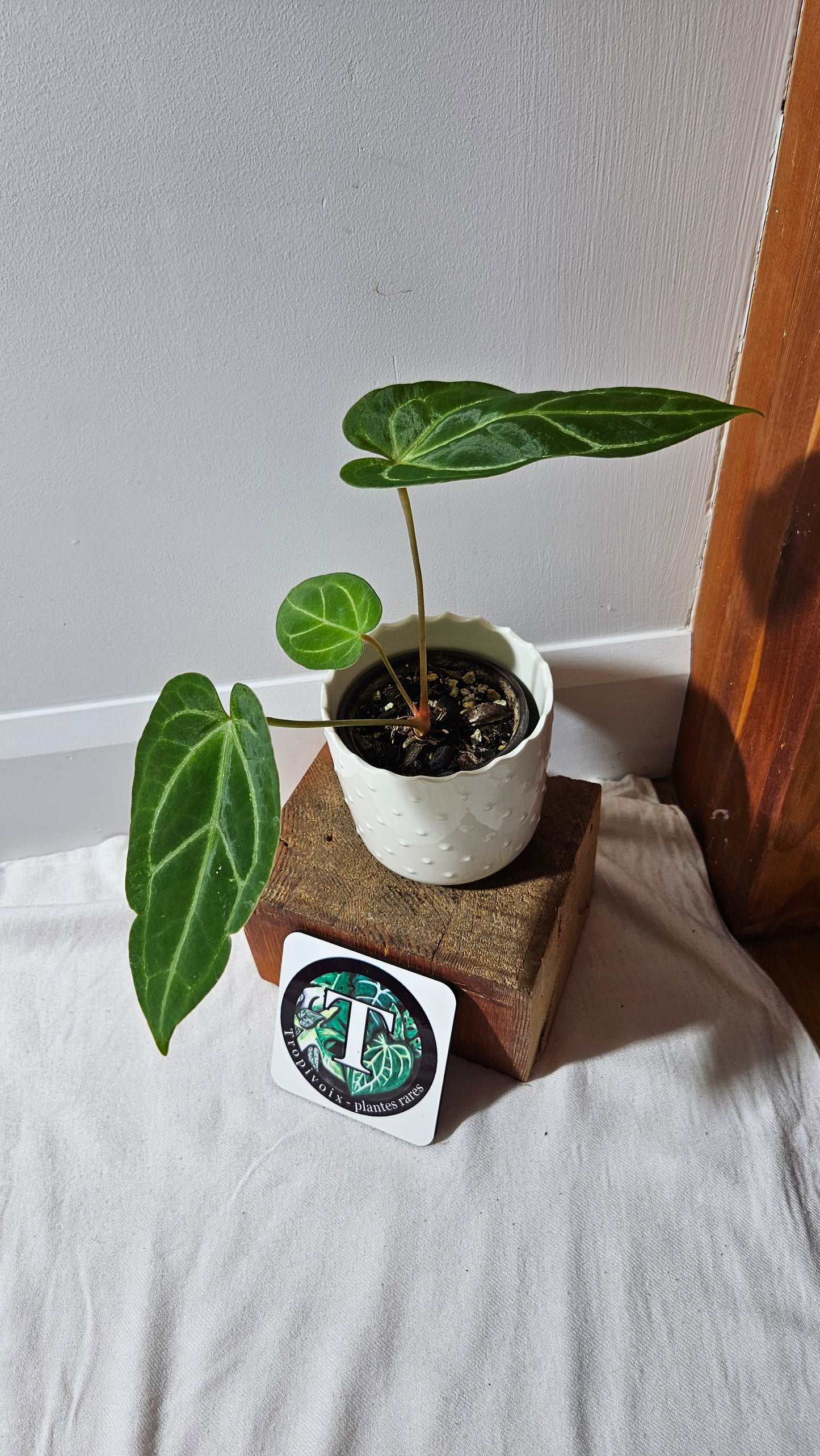 Anthurium Papi x Magnificum "SEEDLING format" (ANT-142)