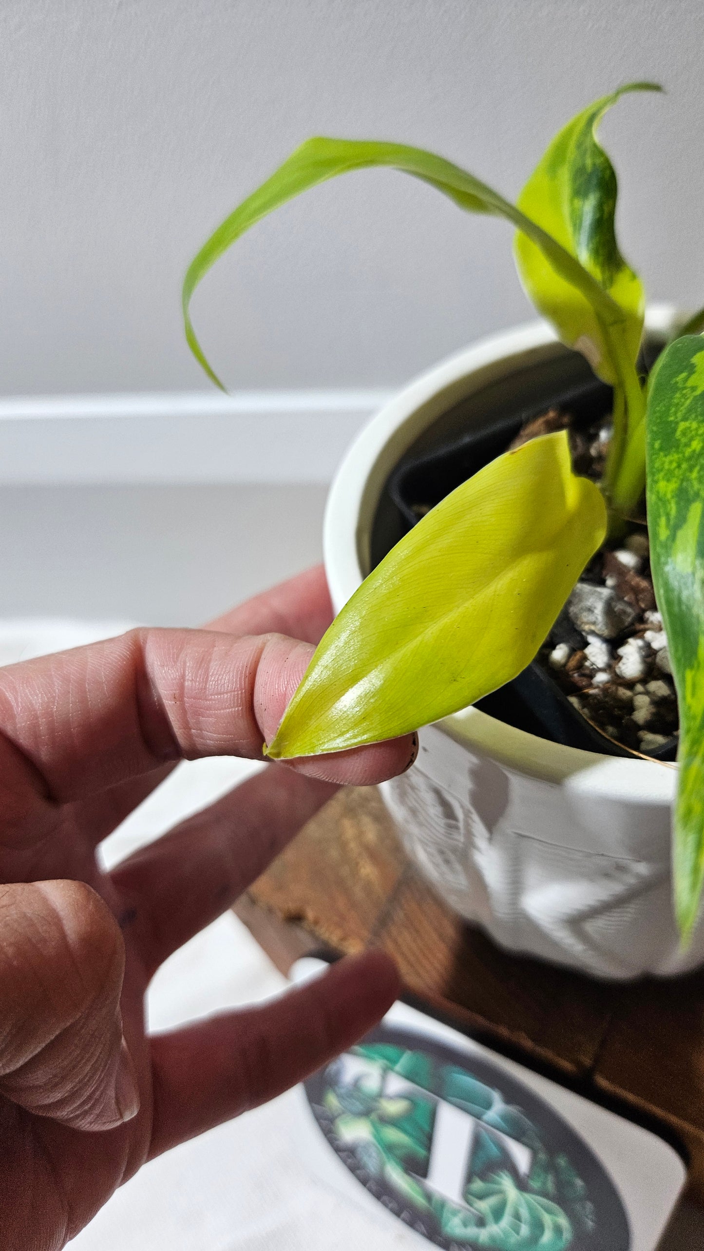 Philodendron Domesticum Variegata (PHI-911)