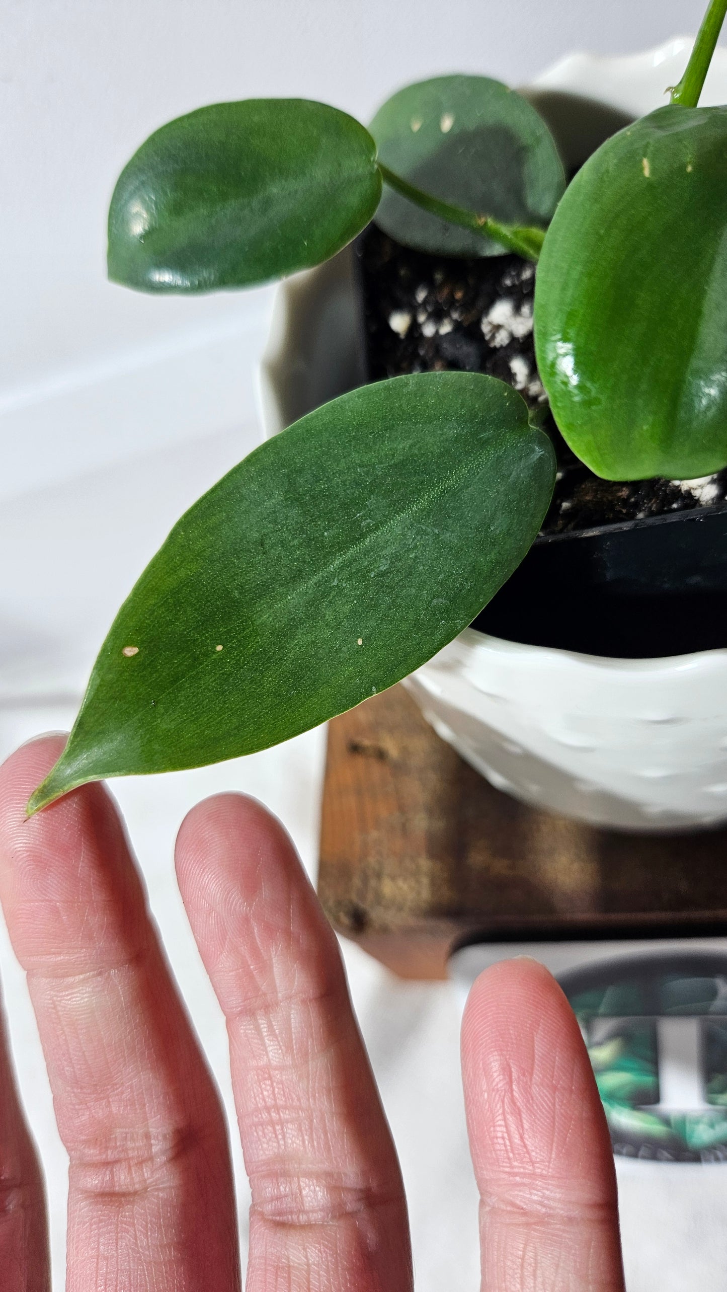 Philodendron Violin silver (PHI-633)