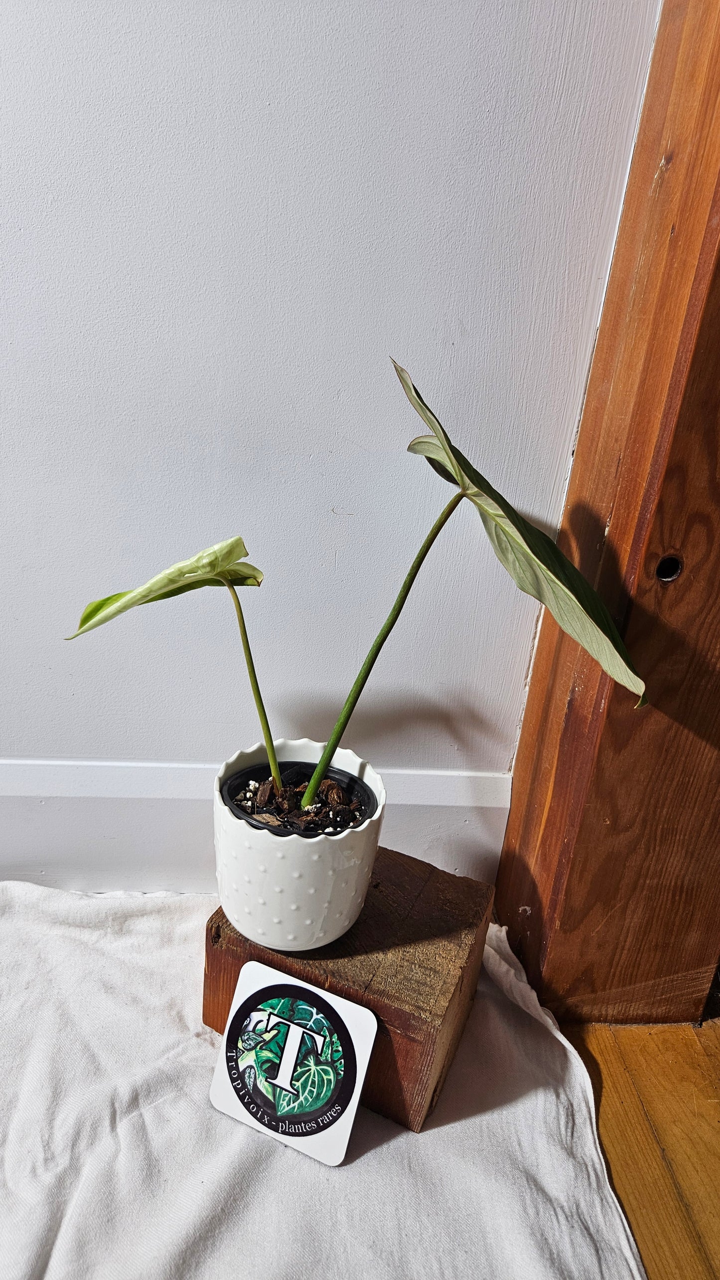 Philodendron Gloriosum (PHI-924)