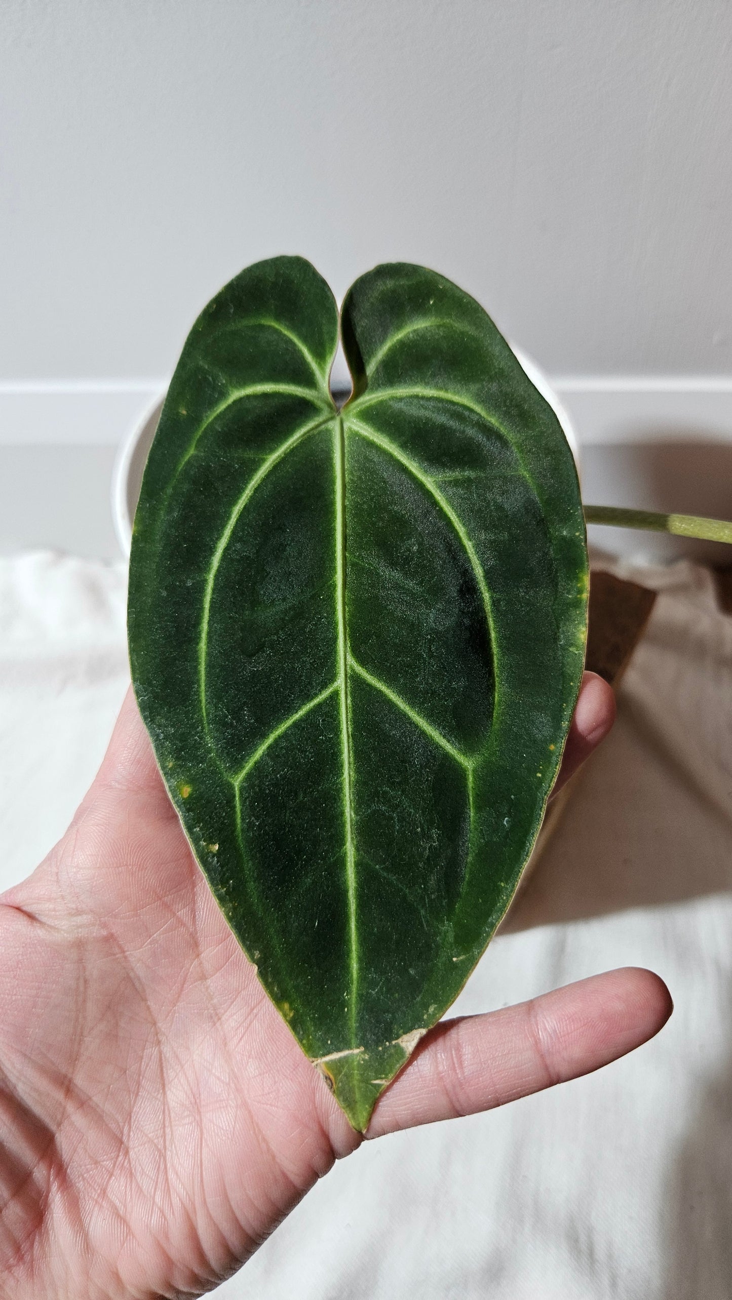 Anthurium Besseae Aff Pink "Format MOYEN/LARGE" (ANT-528)