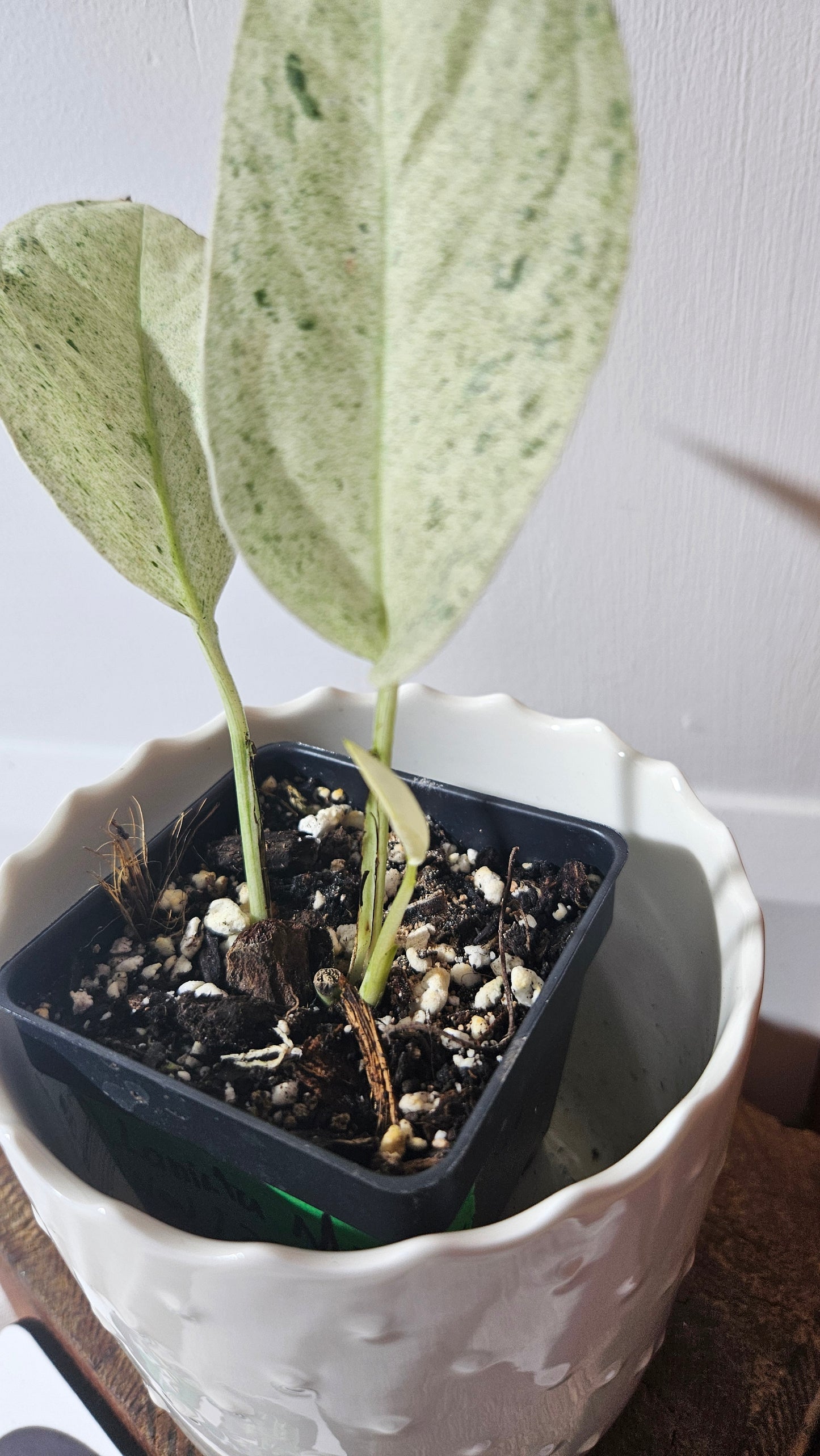 Monstera Laniata Mint (MON-392)