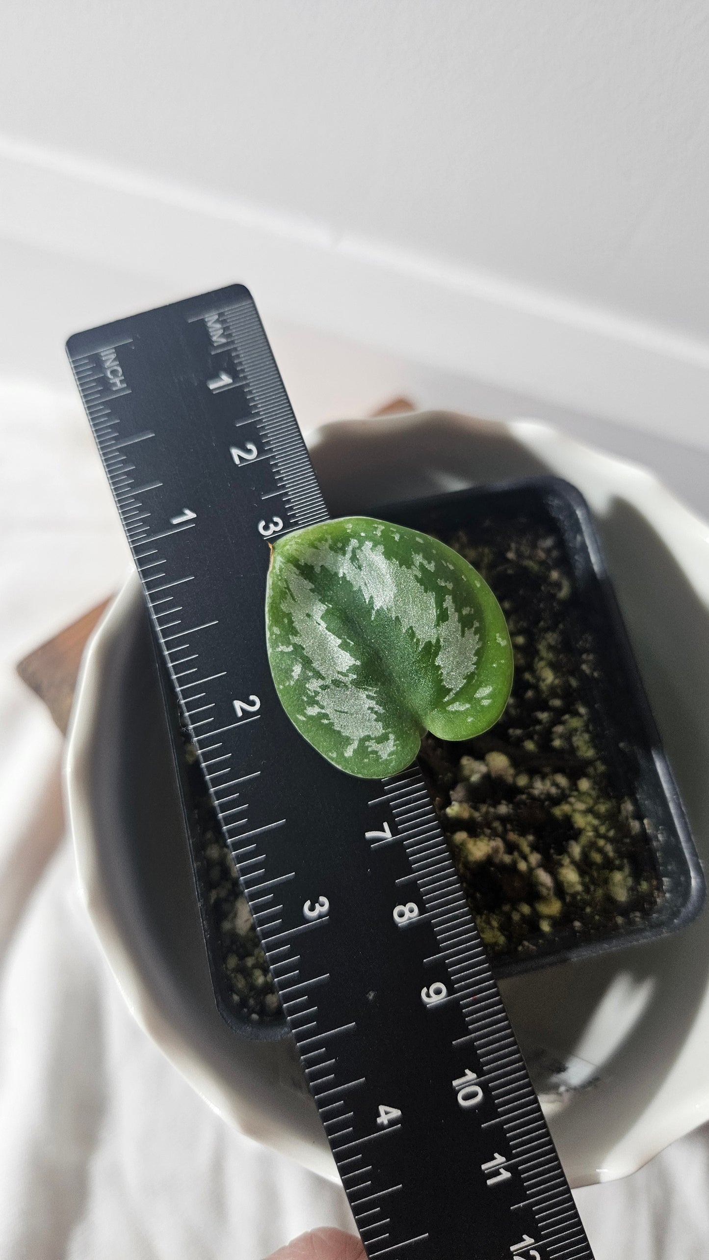 Scindapsus Exotica Tricolore (SCI-928)