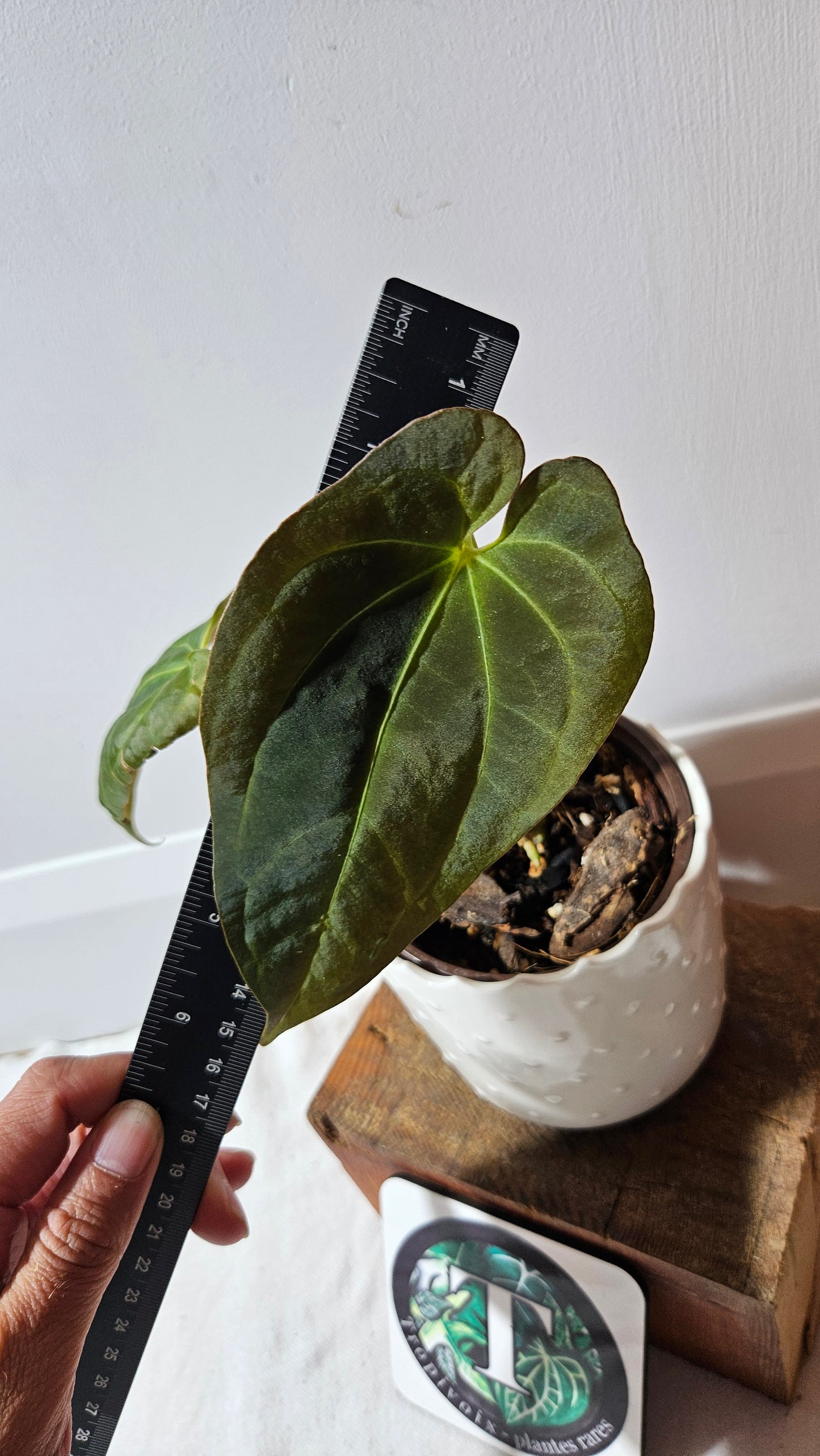 Anthurium Dark Phoenix X Panama "format MOYEN" (ANT-492)