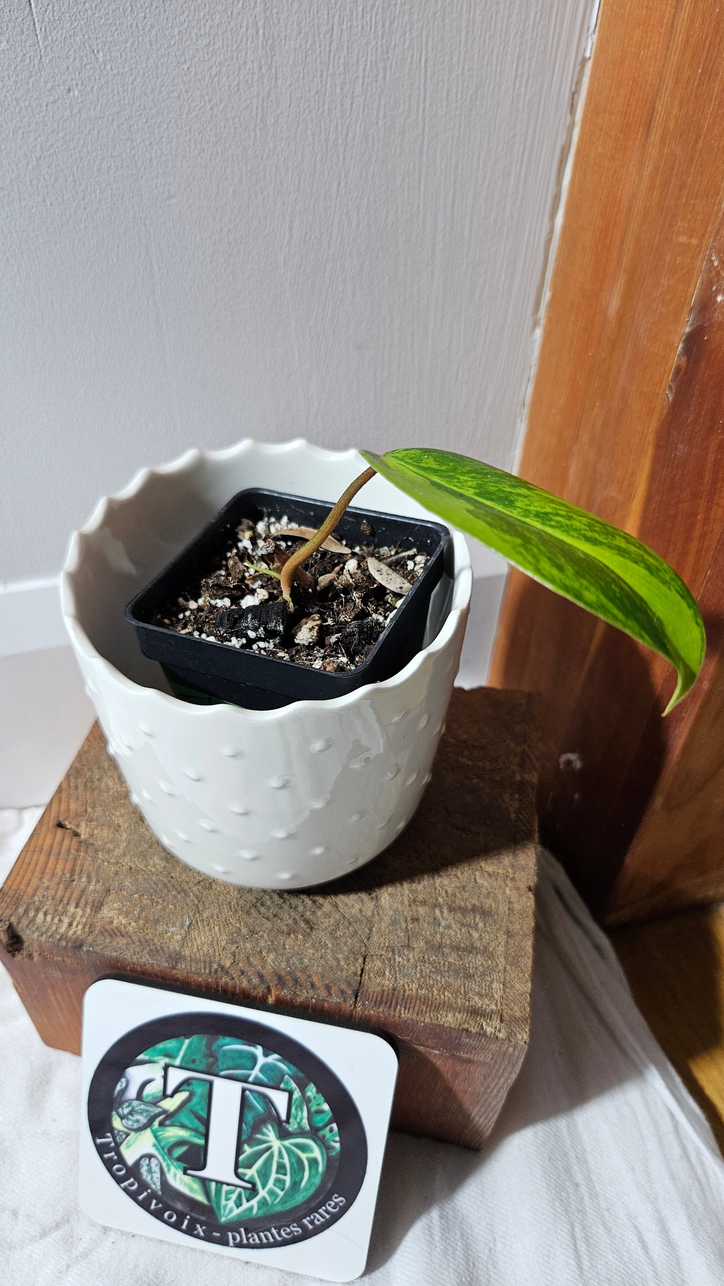 Philodendron Florida Beauty (PHI-877)