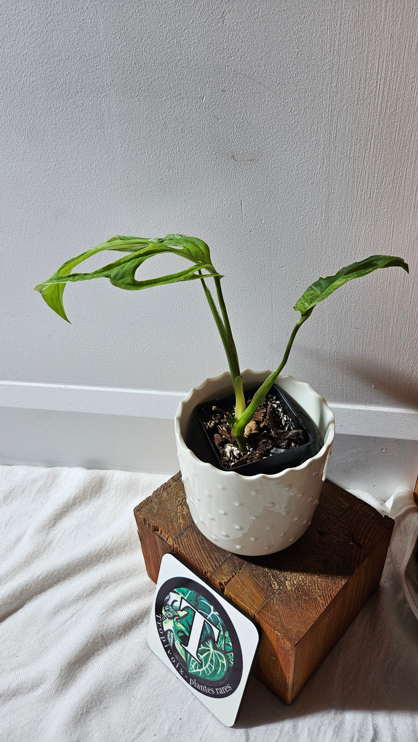 Monstera Andasonii Mint/Indo (MON-422)