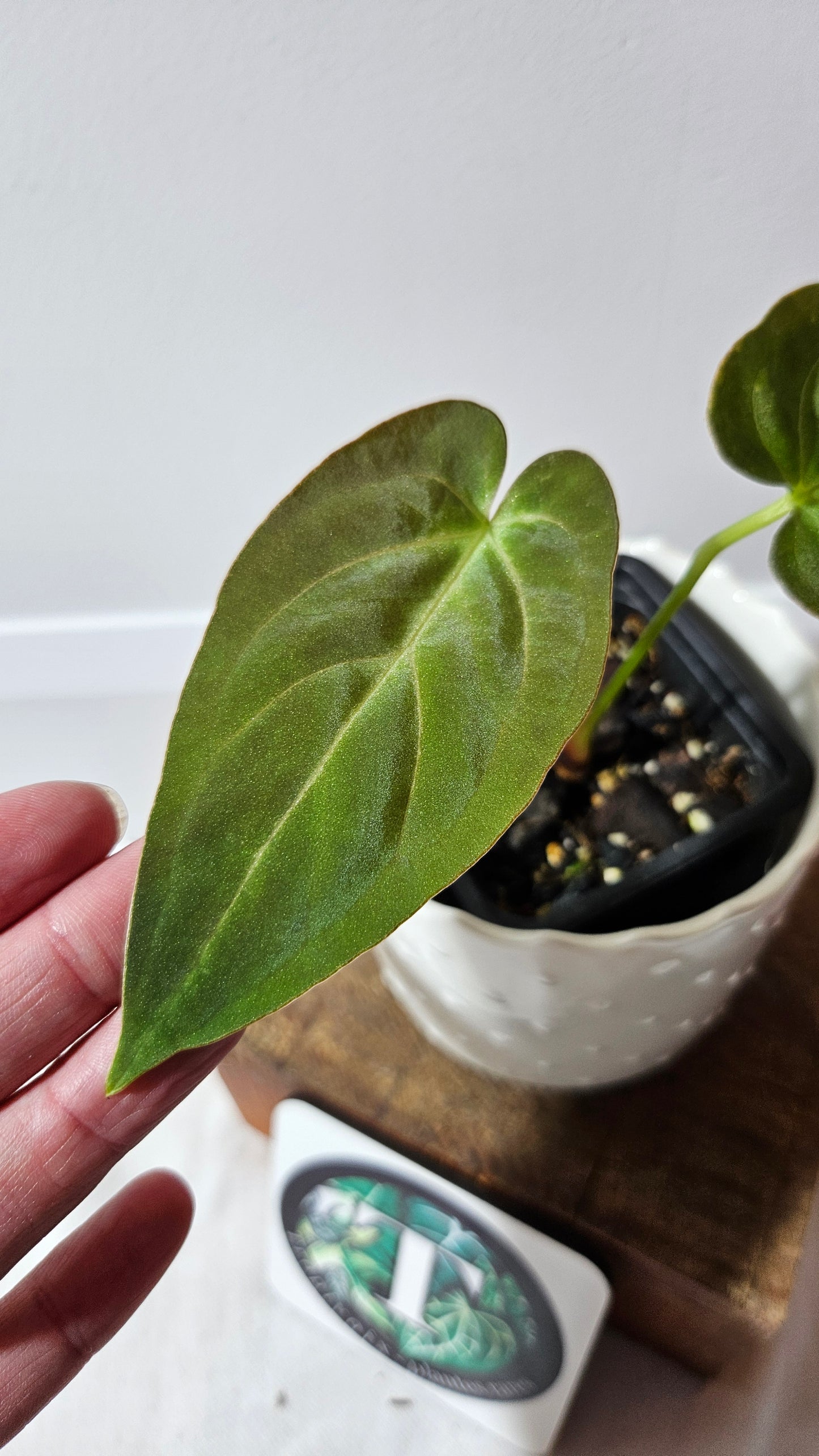 Anthurium Dark Phoenix "format MOYEN" (ANT-458)