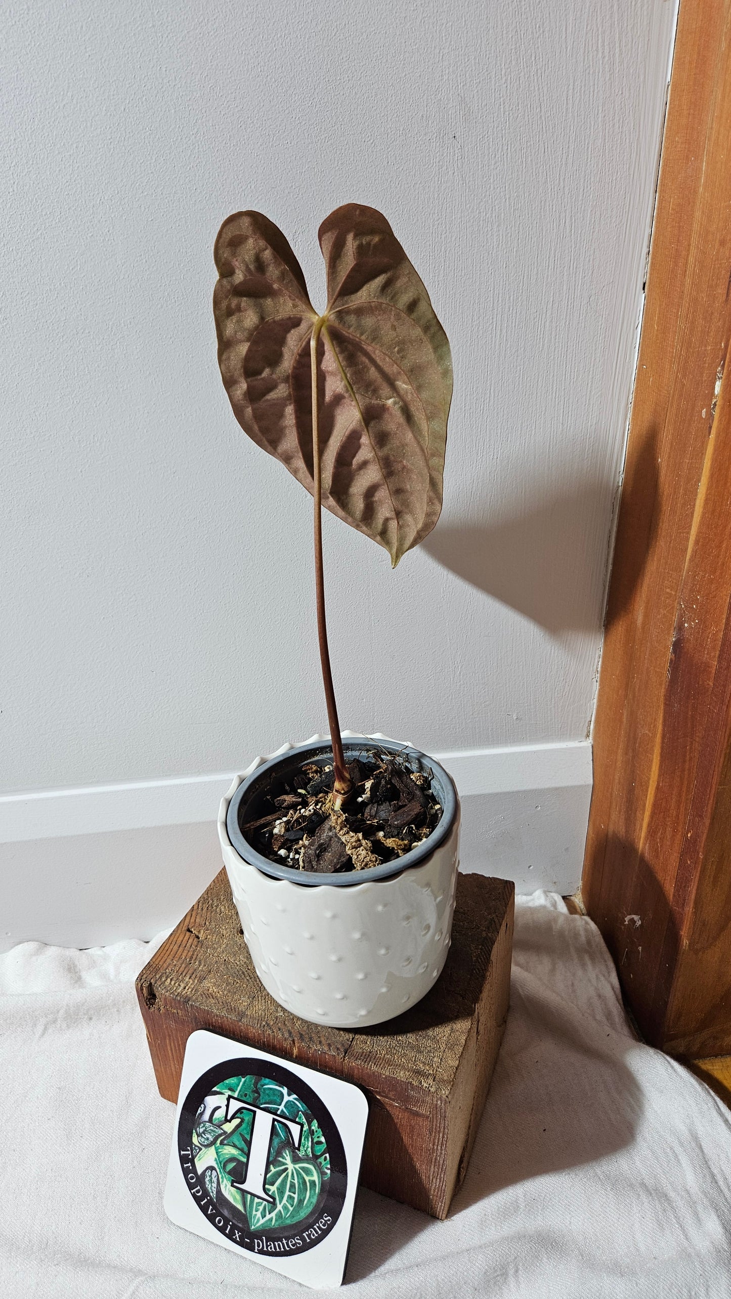 Anthurium SP Black Velvet "format MOYEN" (ANT-503)