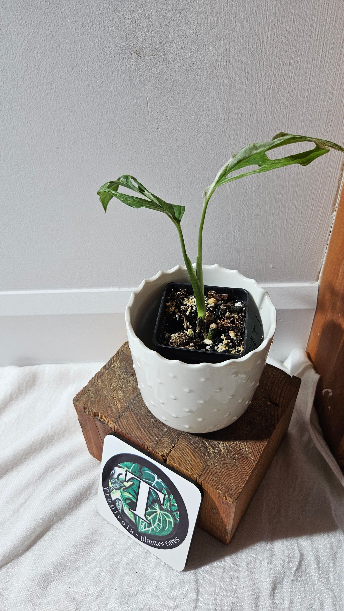 Monstera Andasonii Mint/Indo (MON-420)