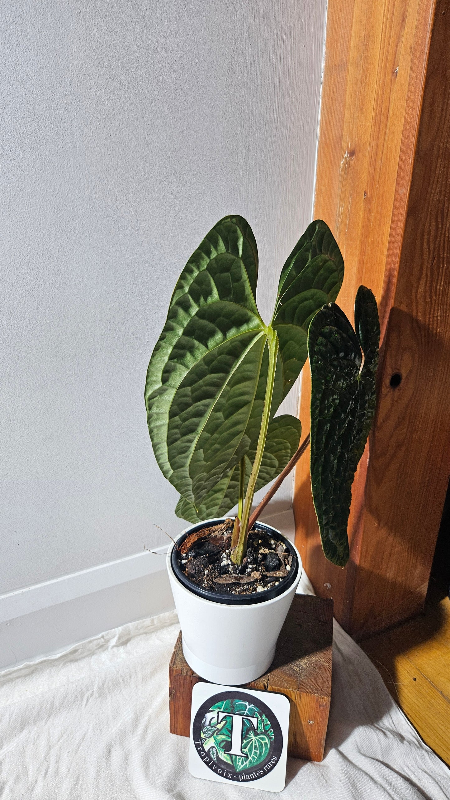 Anthurium Luxurians Dark "format XLARGE" (ANT-488)