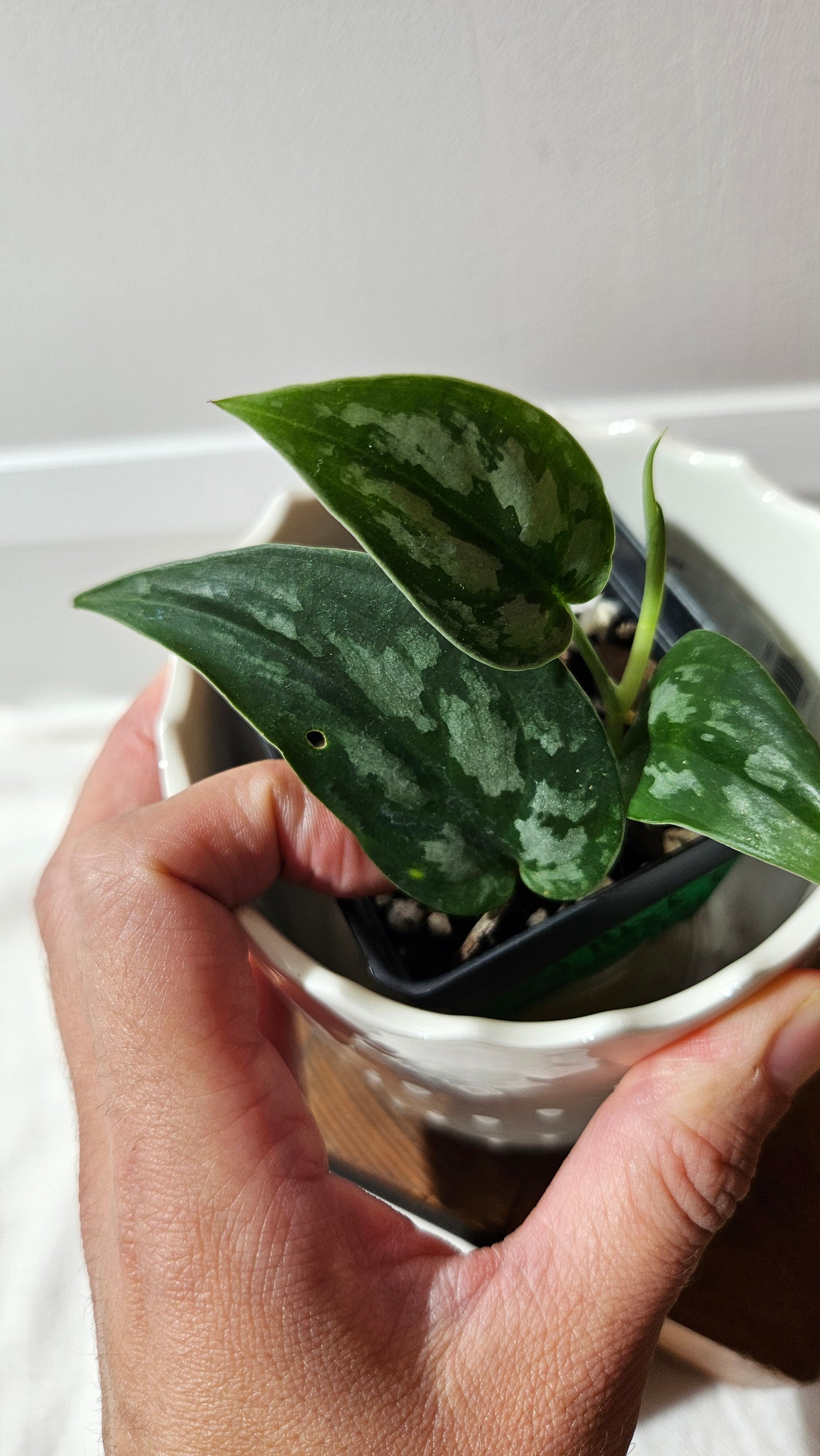Scindapsus Black Exotica (SCI-1328)