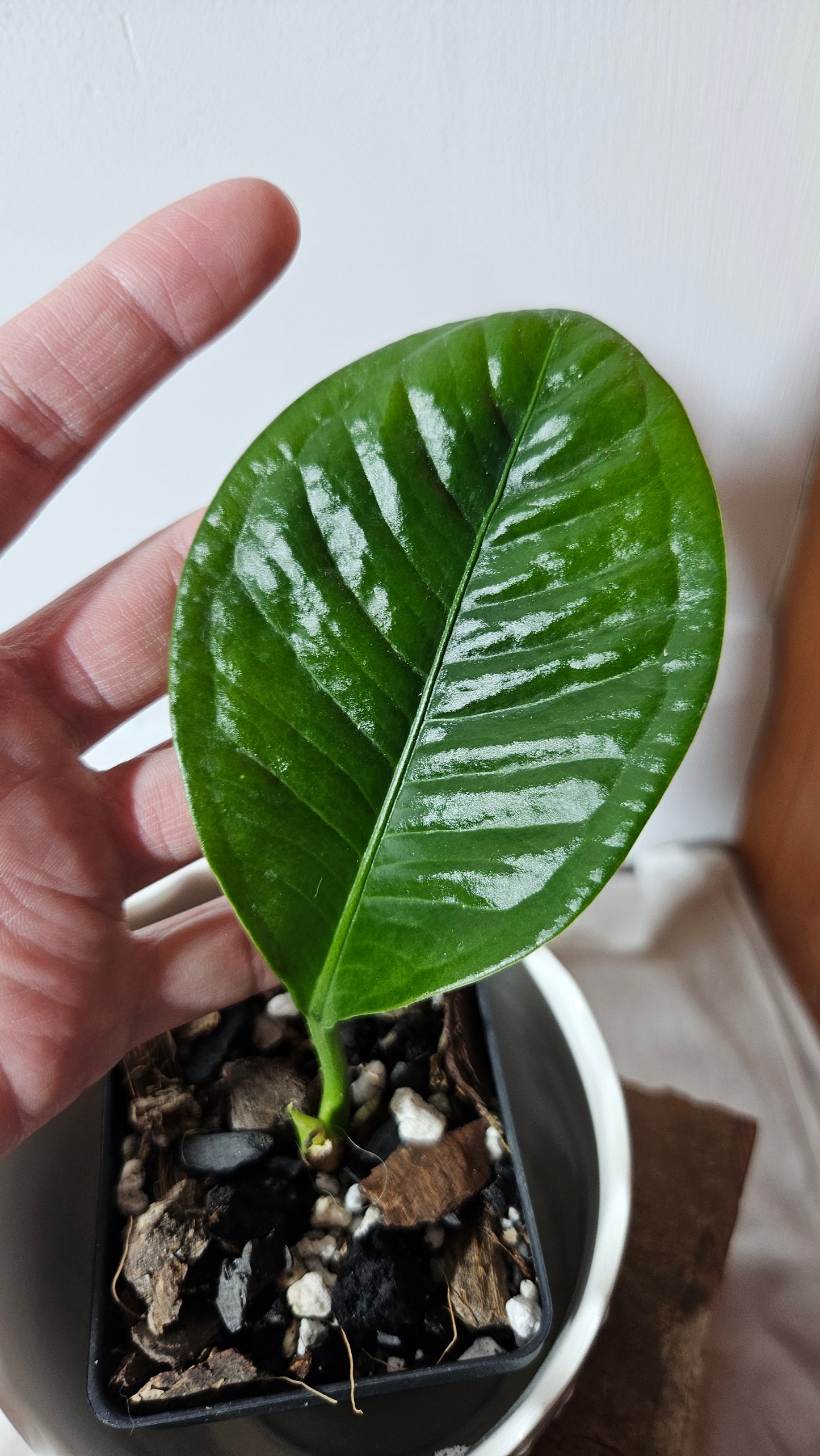 Anthurium Oxycarpum "format PETIT"(ANT-414)