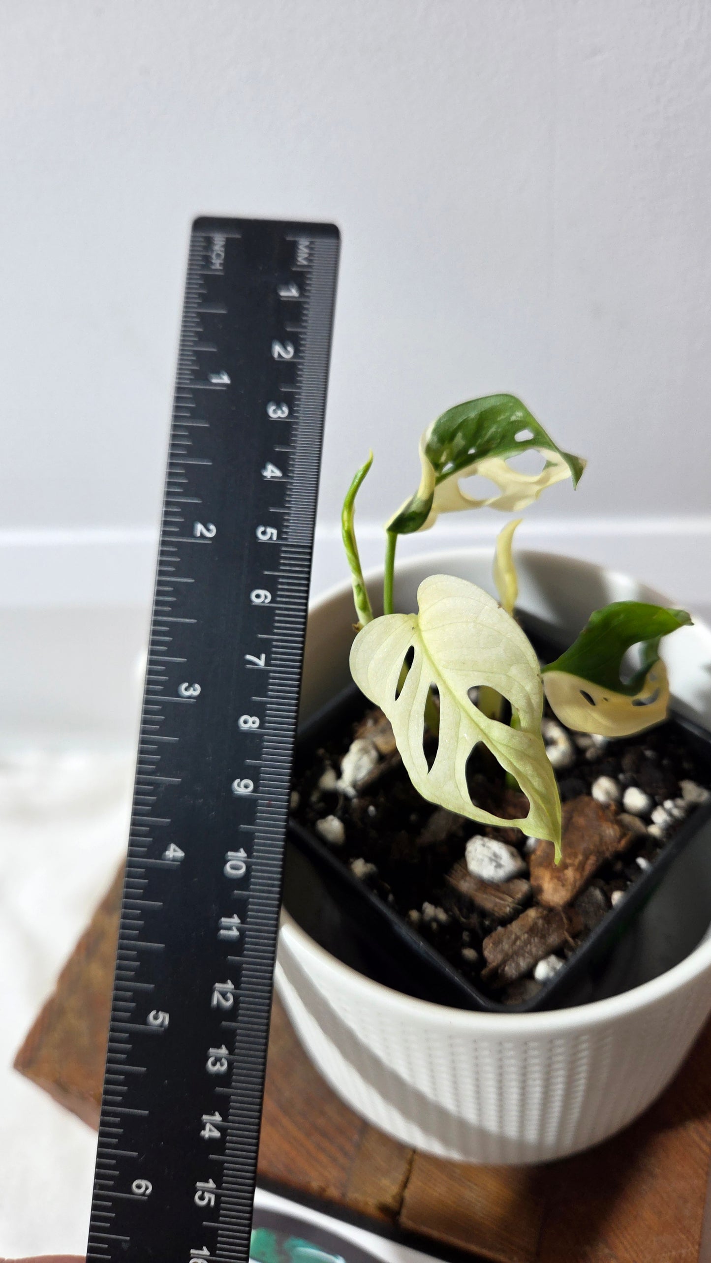 Monstera Andasonii Tricolore (MON-490)