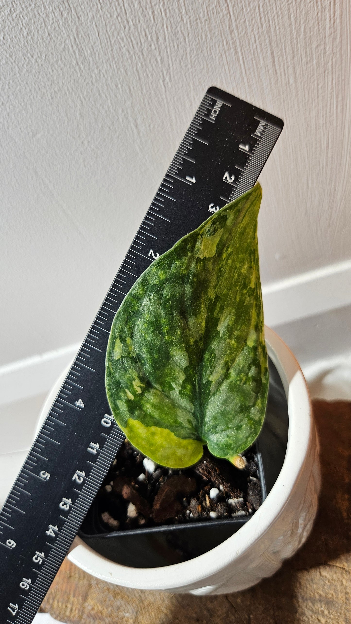 Scindapsus Léopard Variegata (SCI-1127)