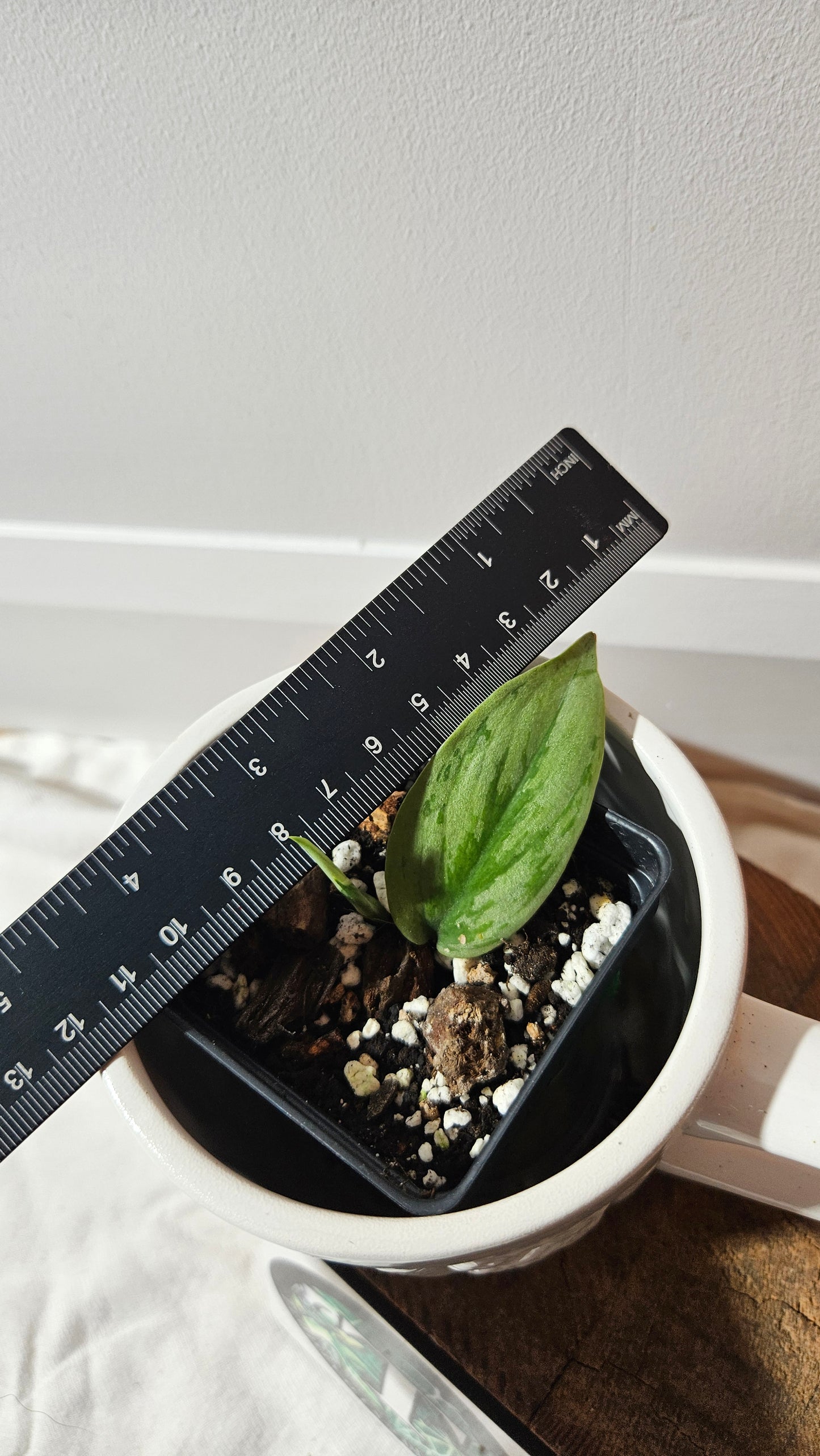 Scindapsus Army silver (SCI-1280)
