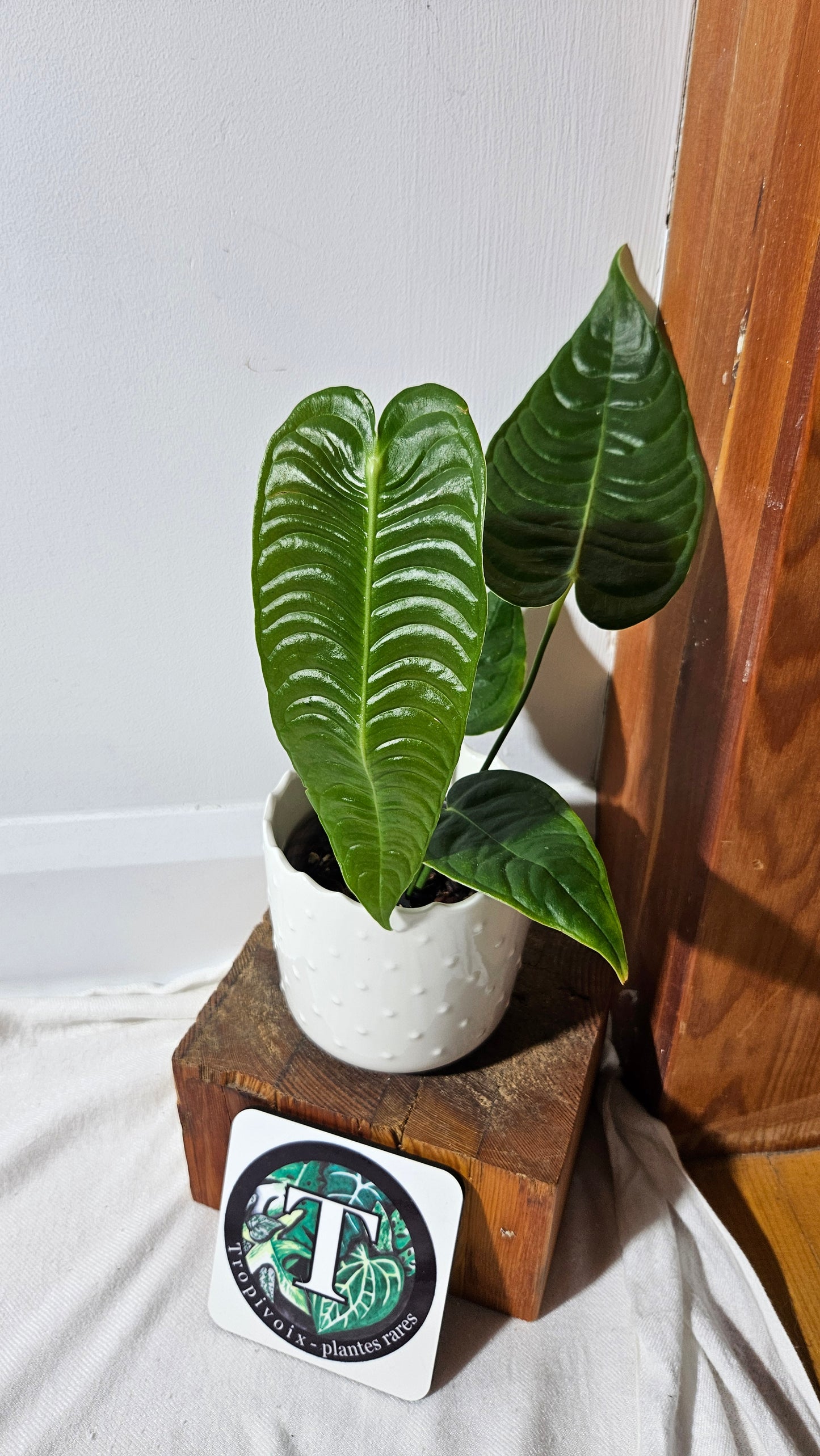 Anthurium Veitchii Super Narrow "format MOYEN" (ANT-425)