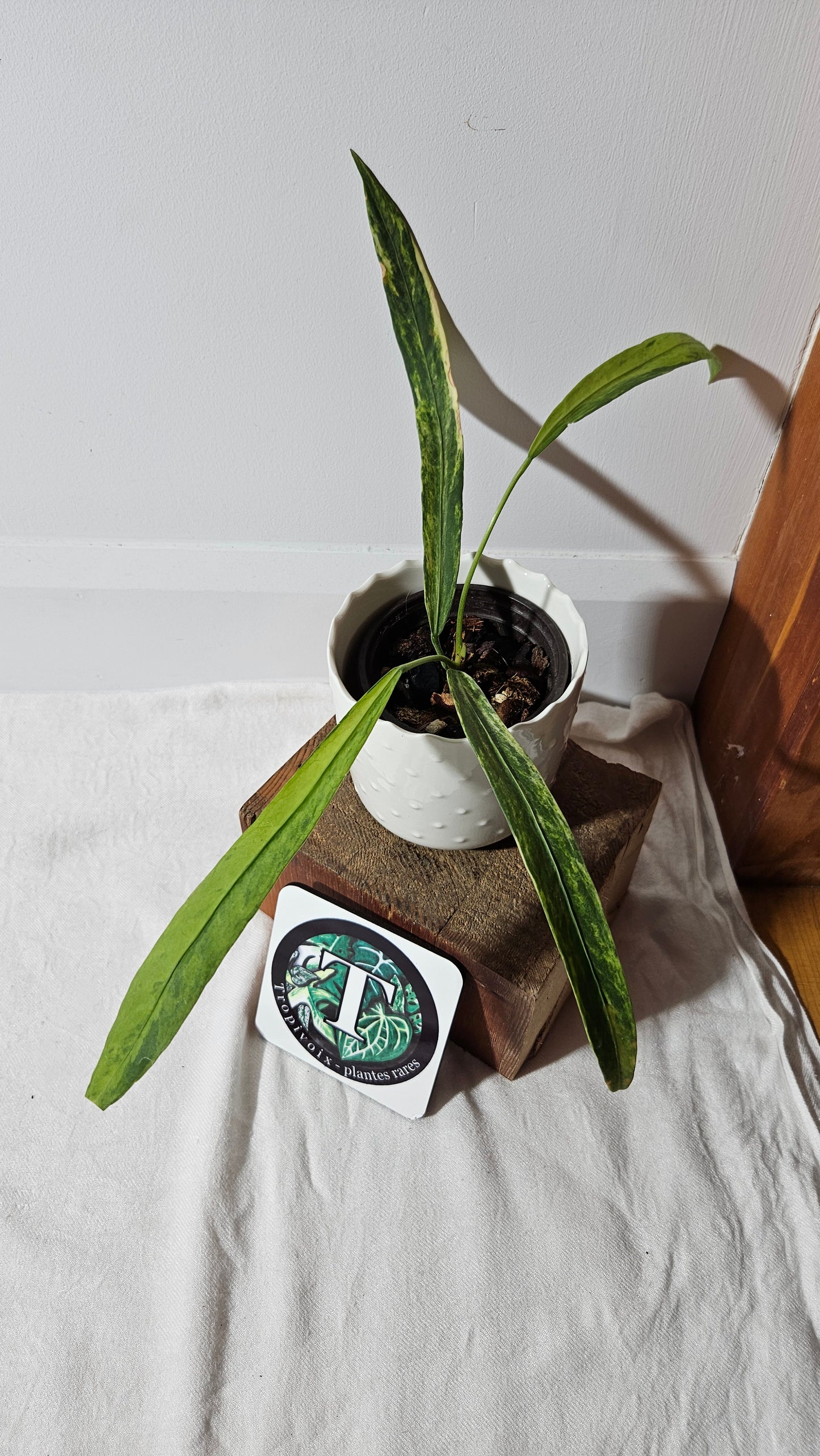 Anthurium Vittarifolium Variegata "format MOYEN"(ANT-310)