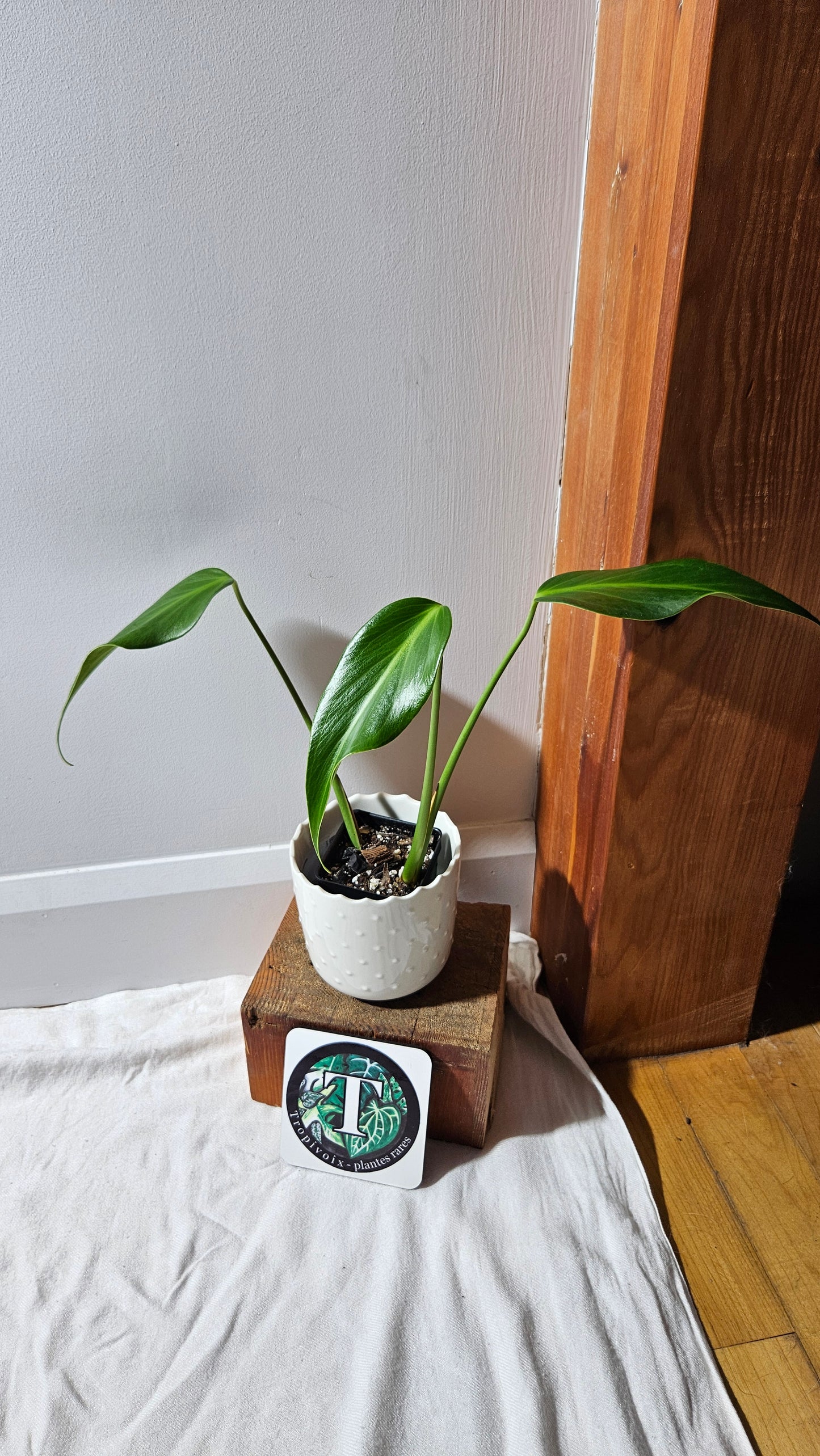 Monstera Burlemarx Flame/Dilacerata (MON-460)