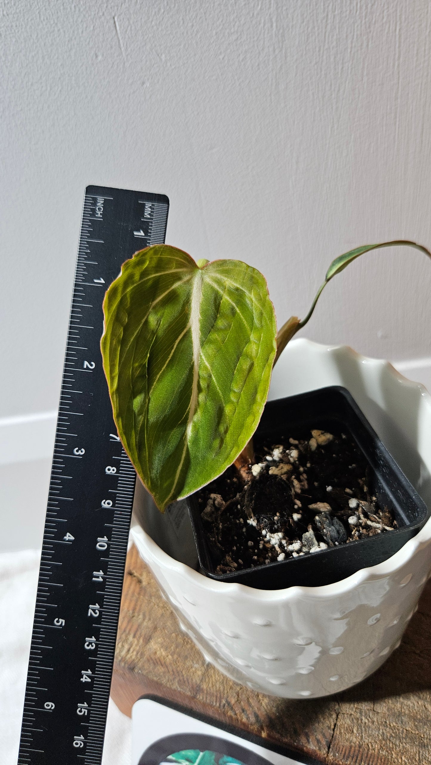 Philodendron Gloriosum Pink (PHI-874)