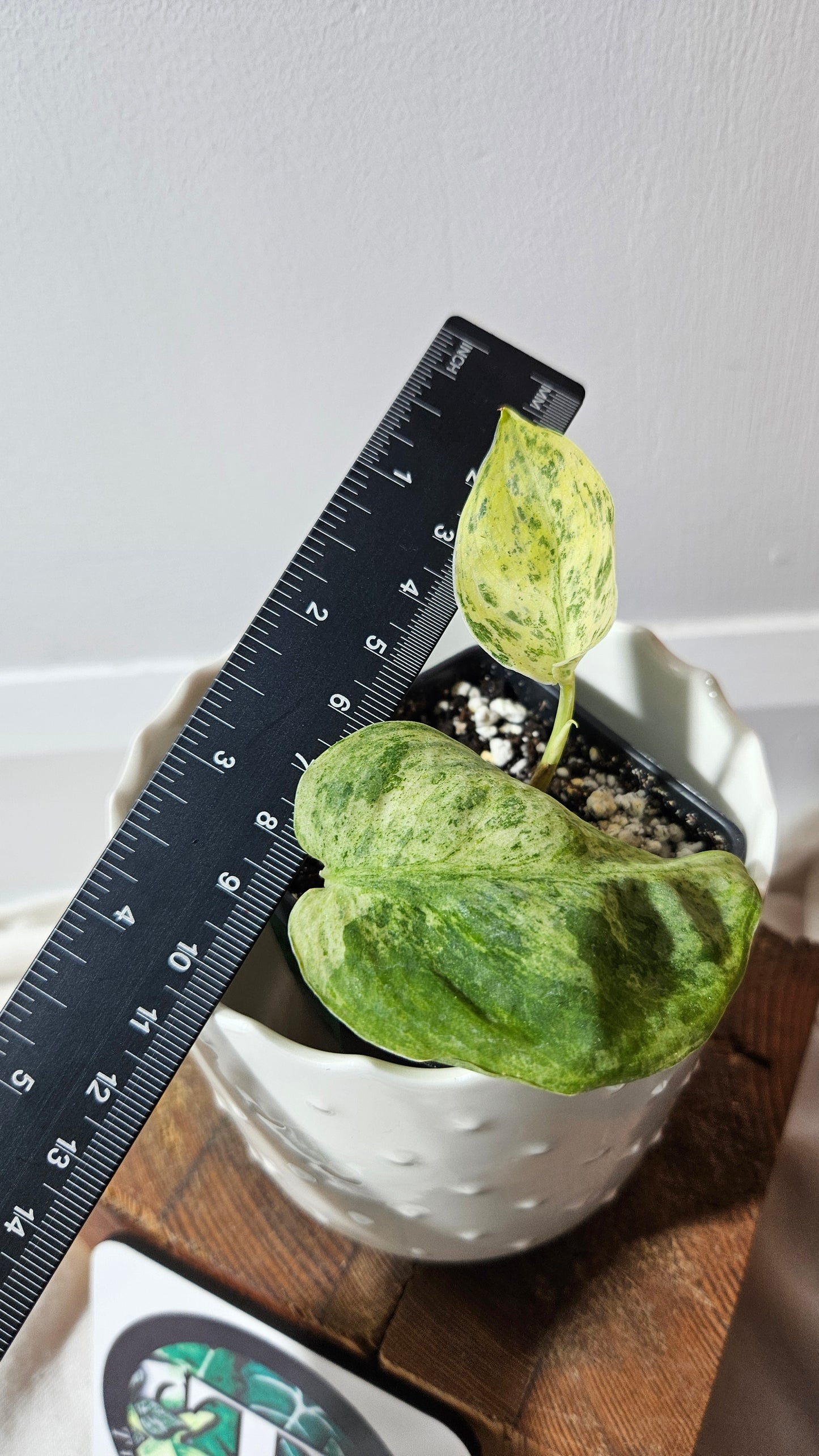 Scindapsus Silver Satin Splash (SCI-766)