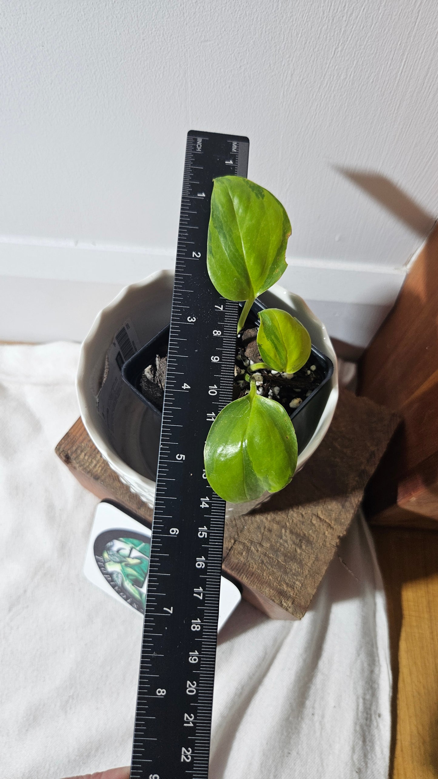 Epipremnum Aureum Neon Joy (EPI-208)