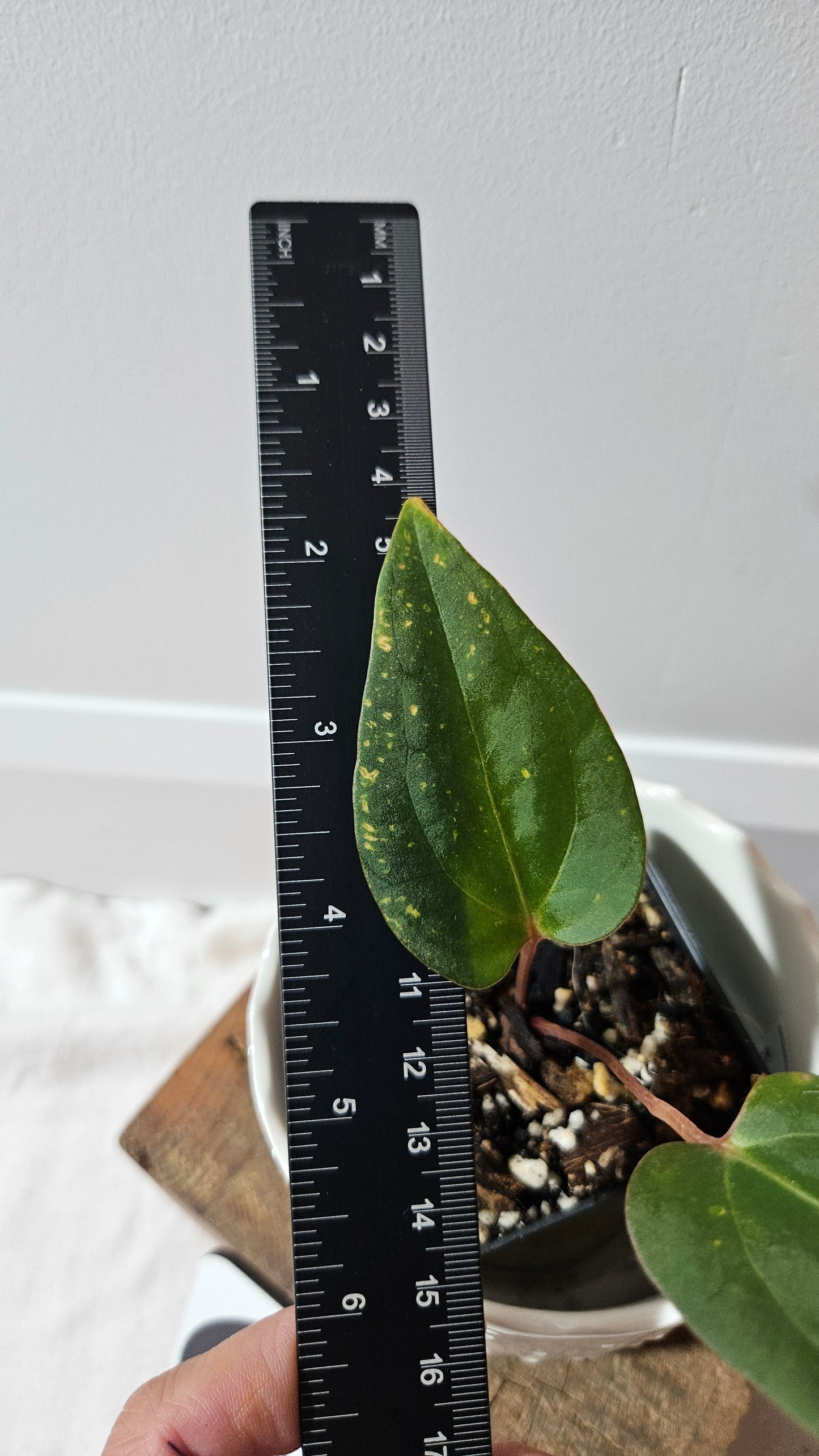 Anthurium Xone × Getafix "SMALL format" (ANT-319)