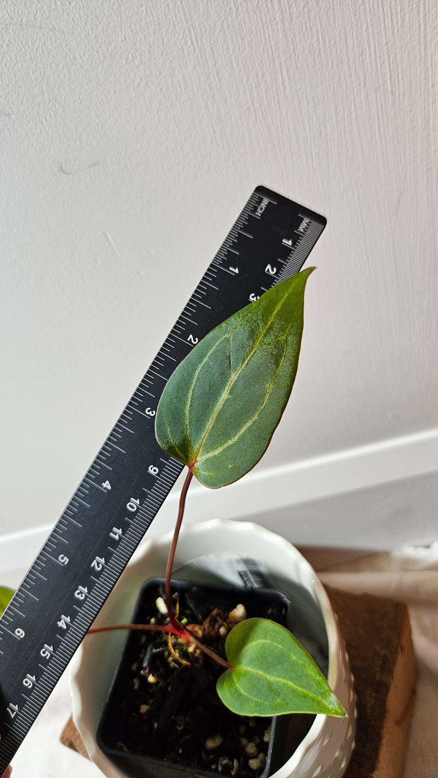 Anthurium Red Stem "format PETIT" (ANT-513)