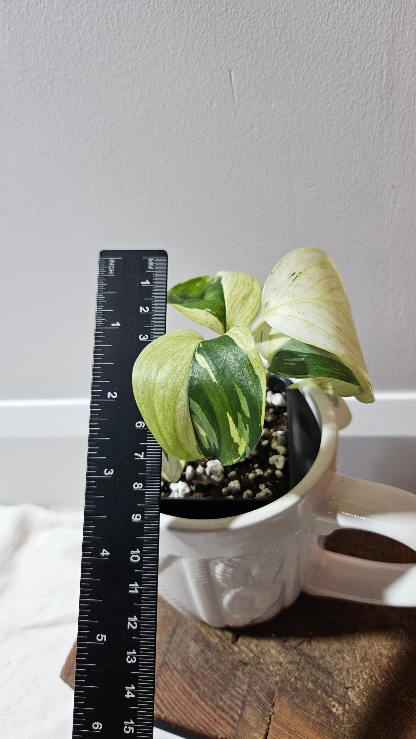 Scindapsus Blue Albo Tricolore (SCI-1240)