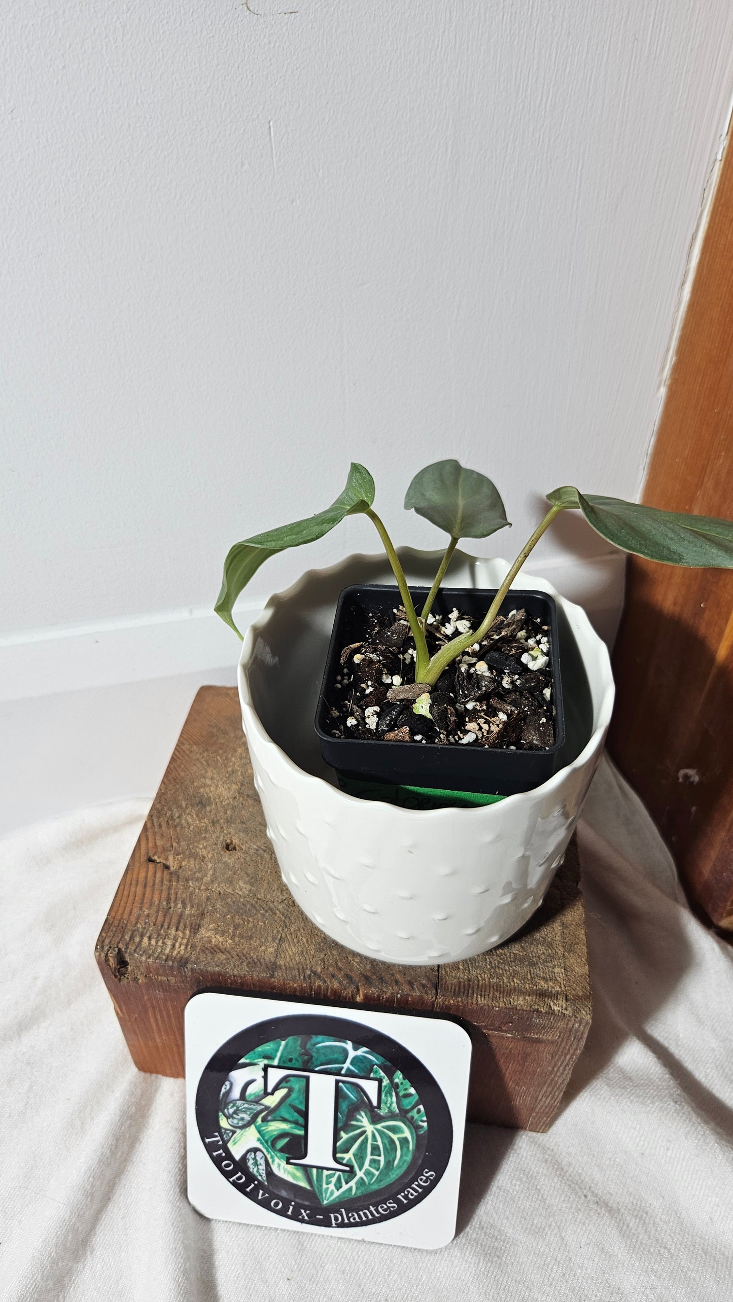 Philodendron Gloriosum Veins (PHI-747)